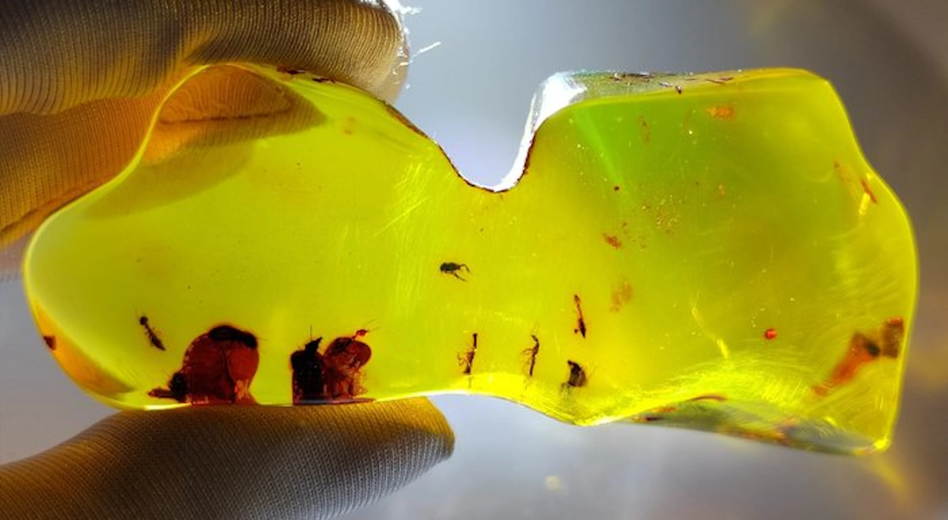FOSSlL-AMAZING!! Dominican amber-Museum- 92 g