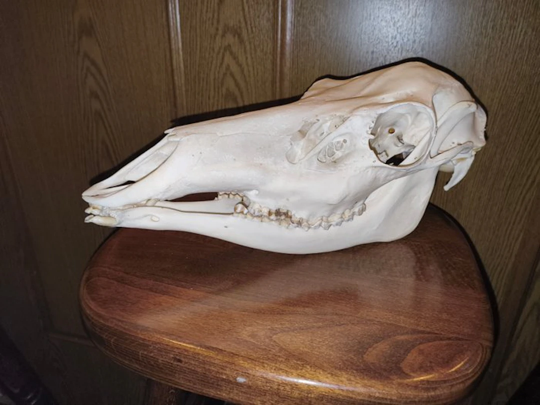 Red Deer Bone - Cervus elaphus - 28 cm - 23 cm - 41 cm- Non-CITES species - (1)