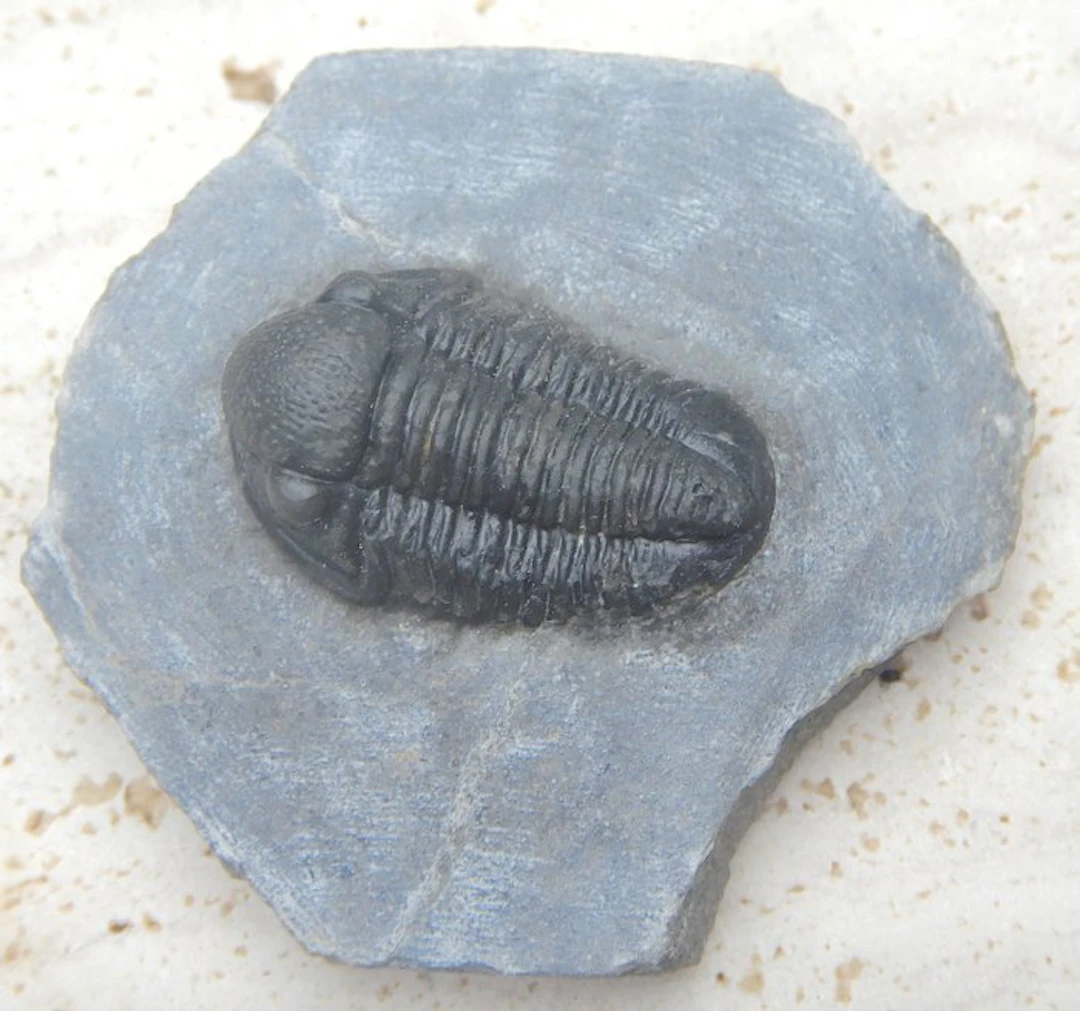 Fossil - Fossil skeleton - Double Gerastos - 2.7 cm (No reserve price)