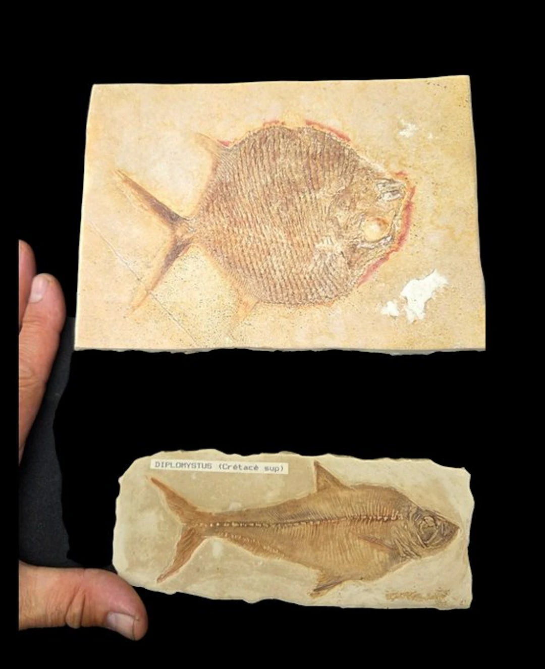 2 real fossil fish wall reproductions – Guimet Museum reproduction - Diorama