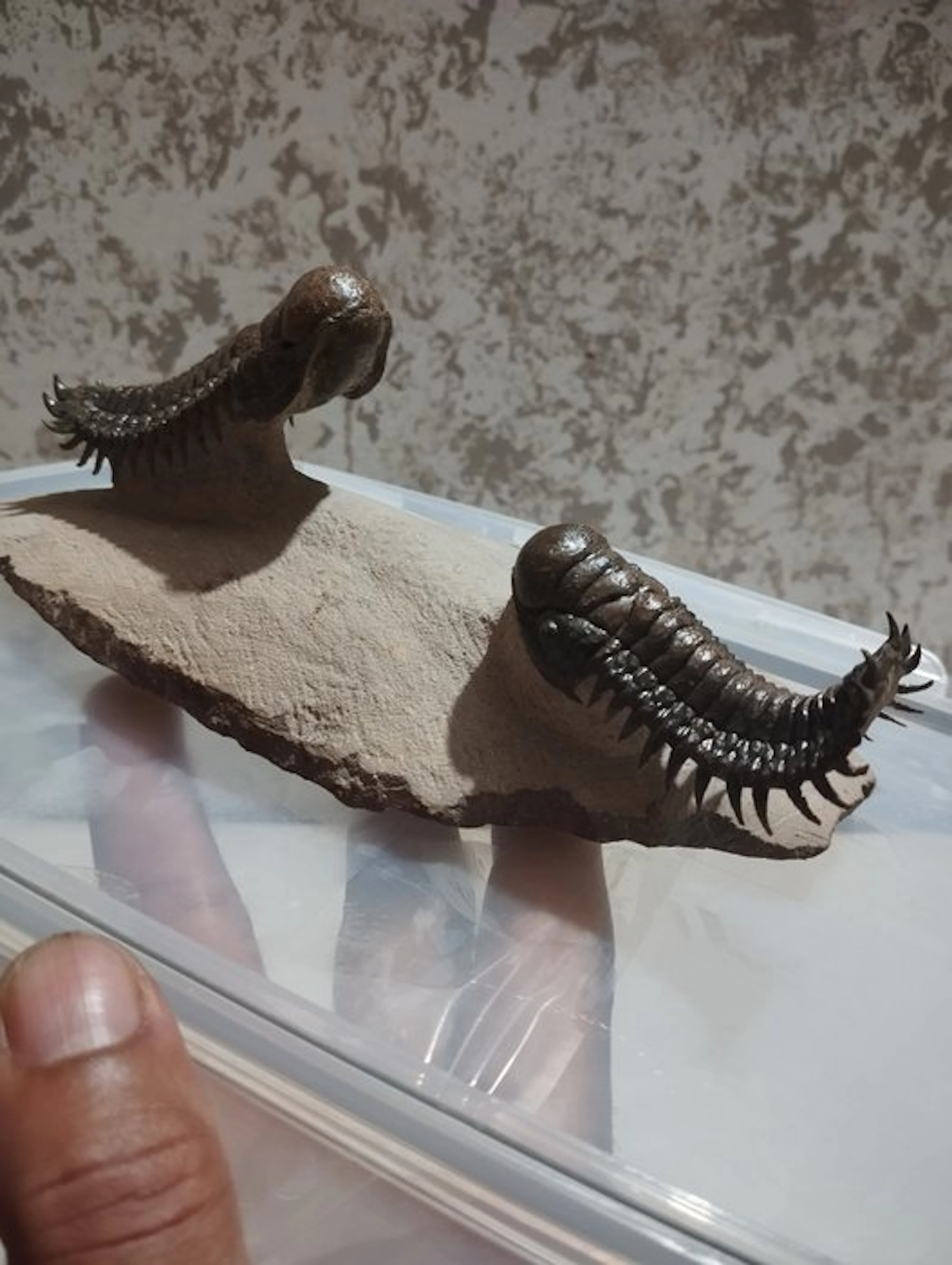 Trilobite - Fossilised animal - 2.5 cm - 8.5 cm