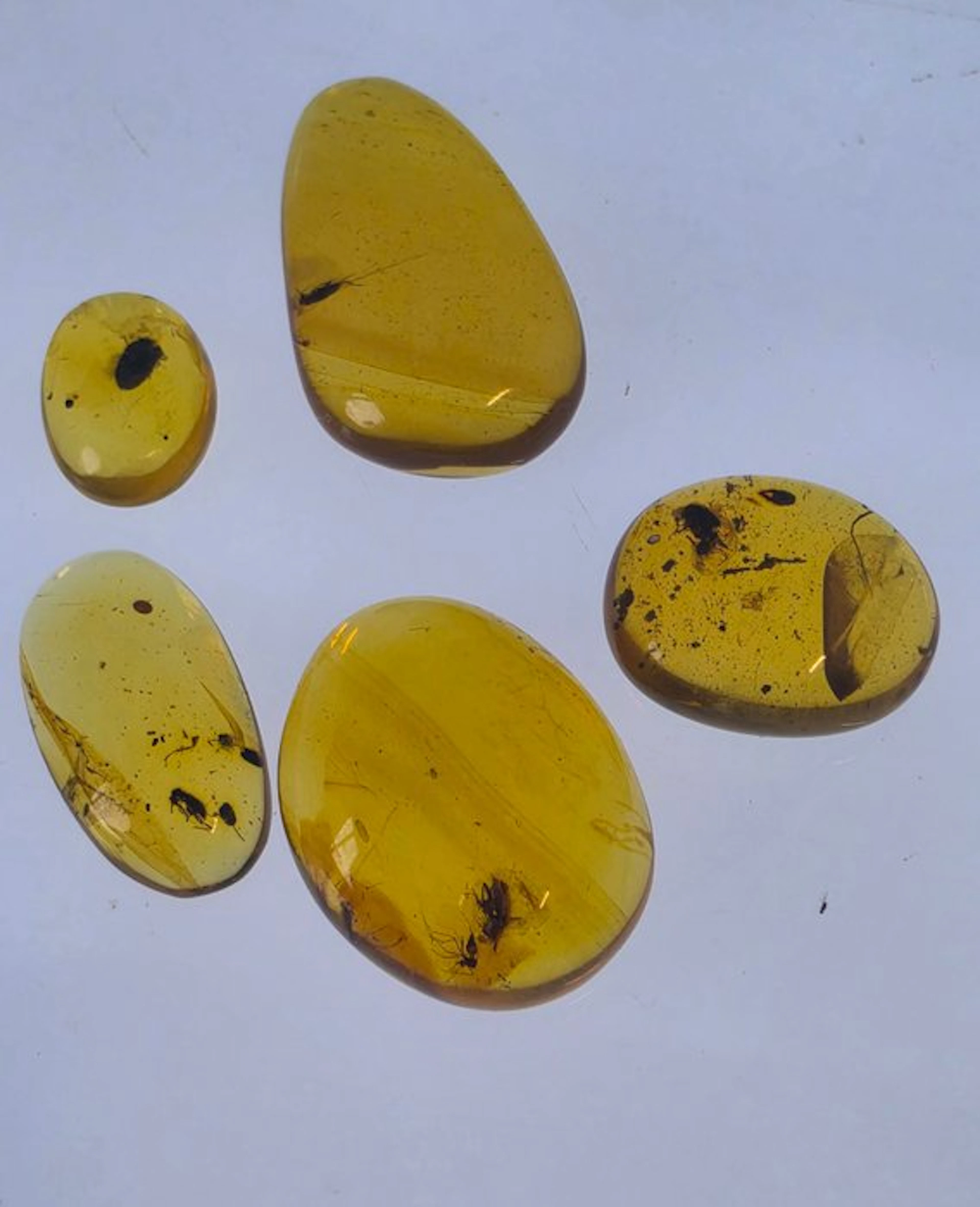 Burmese amber - Amber - Collection of Five Burmese Amber Specimens with Beetles
