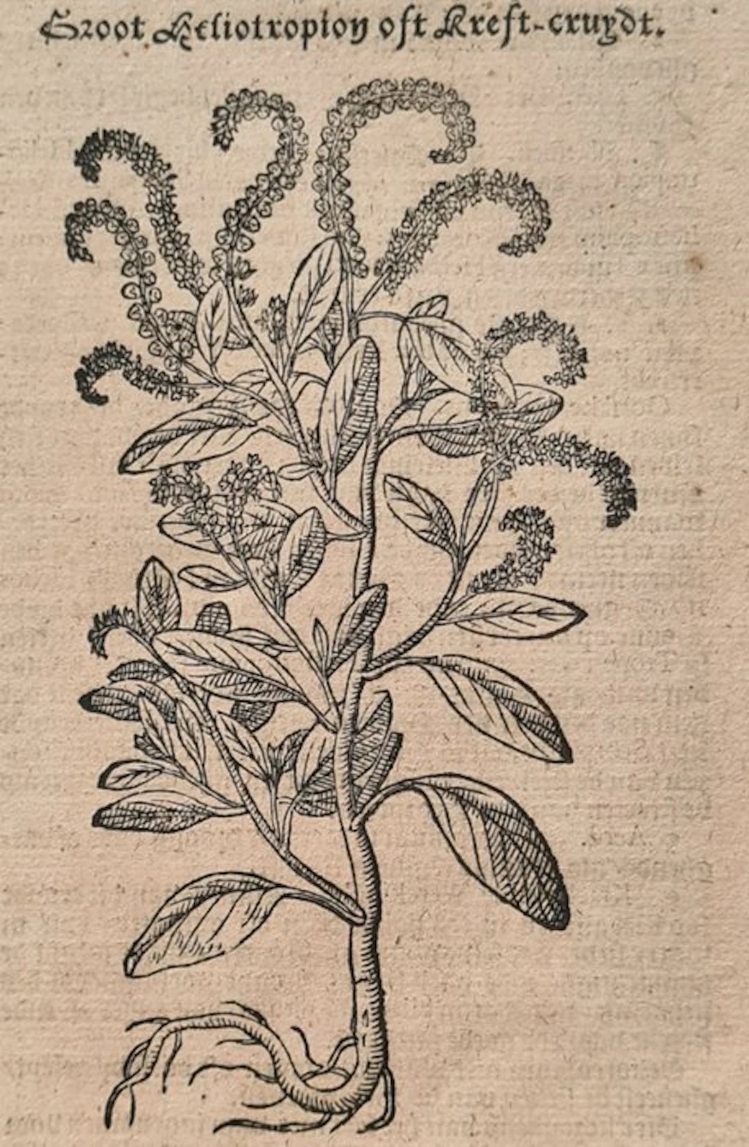 Rembertus Dodonaeus - 47 houtsnedes uit het Cruydt-boeck