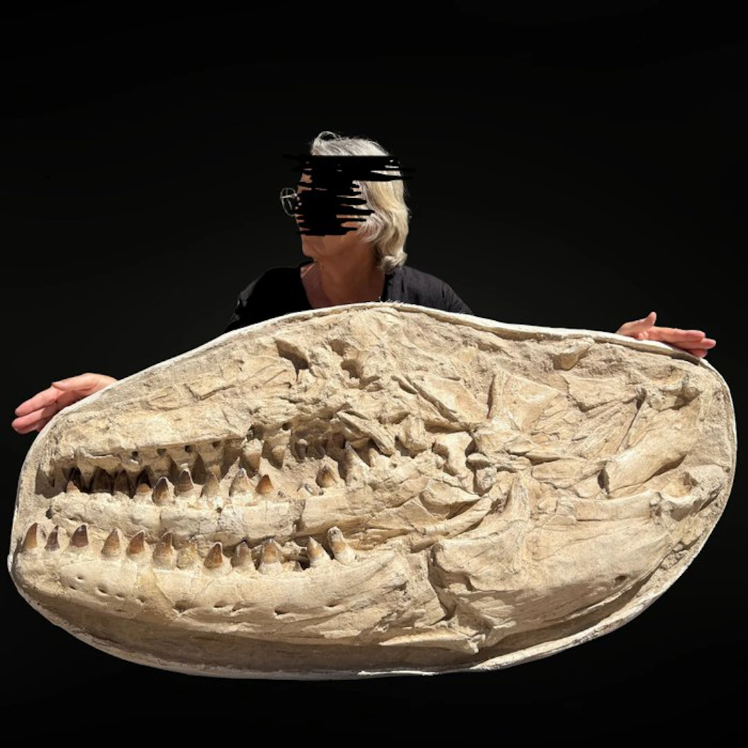 Spectacular Mosasaur Jaw Prognathodon – Authentic Natural...