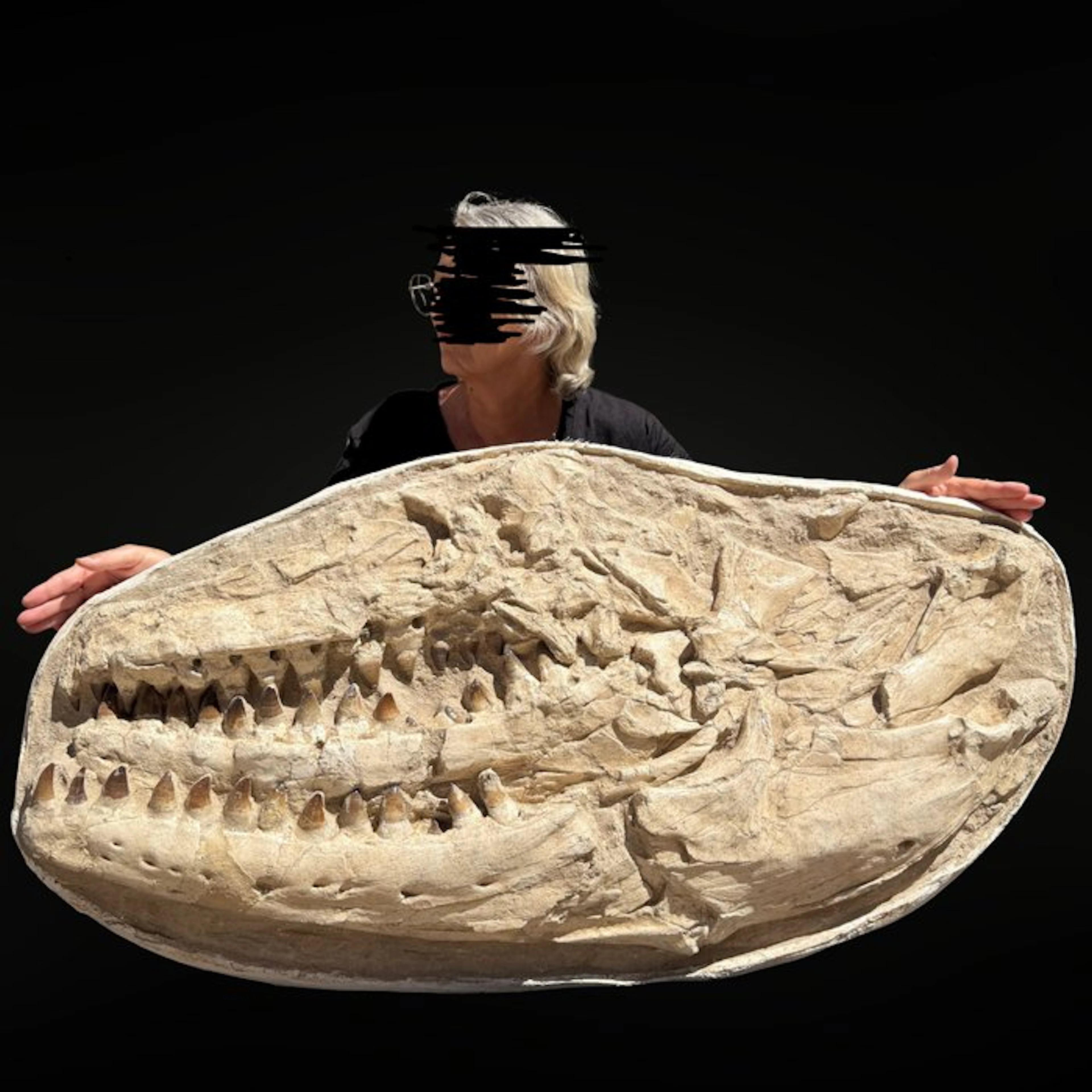 Spectacular Mosasaur Jaw Prognathodon – Authentic Natural...