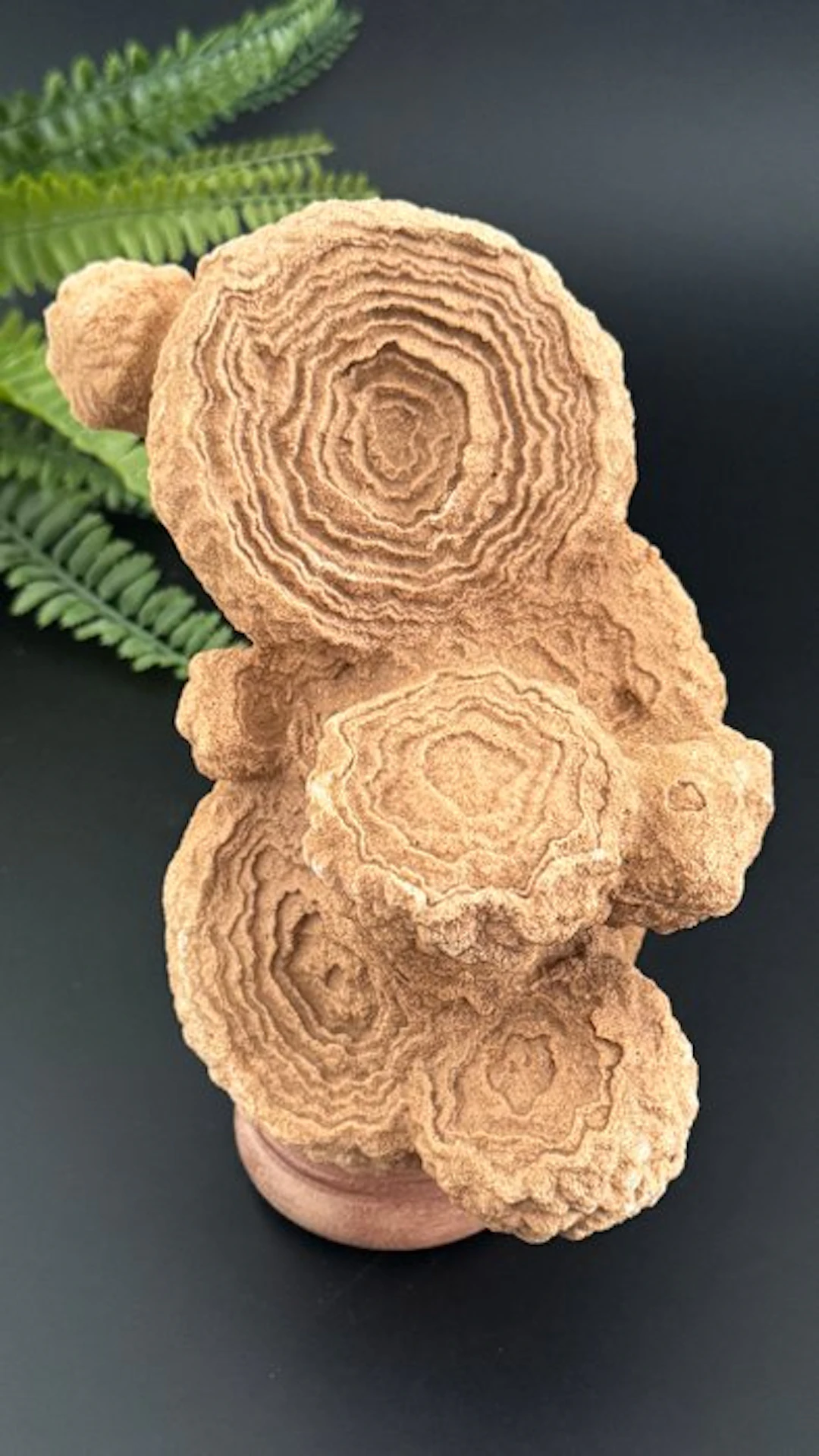 Rare decorative stromatolite – one of the earliest fossils on Earth