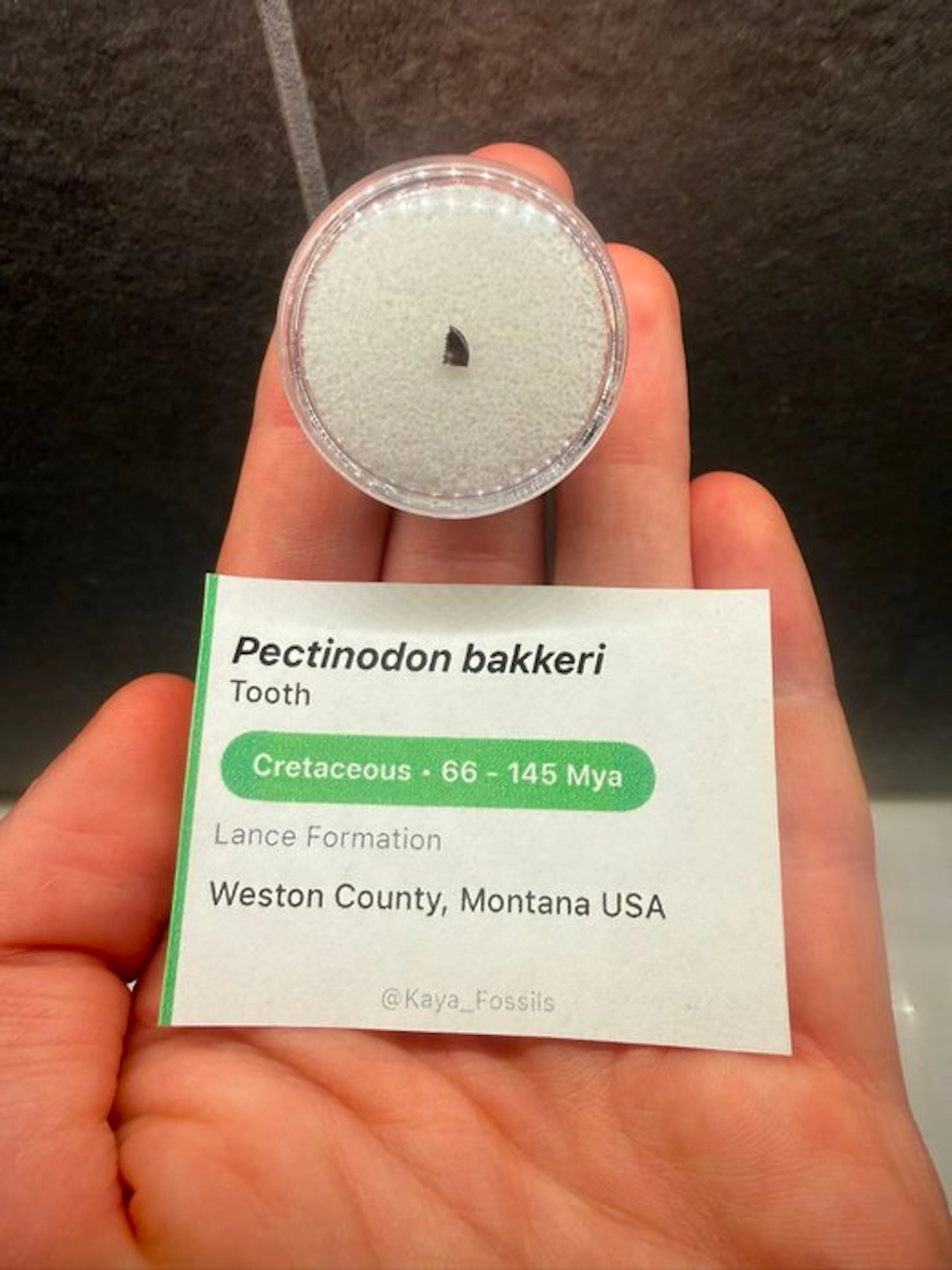Dinosaur - Fossil tooth - Pectinodon Bakkeri - 5 mm