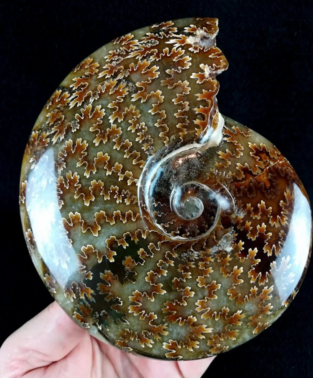 Ammonite - Fossilised animal - Aioloceras (Cleoniceras)...