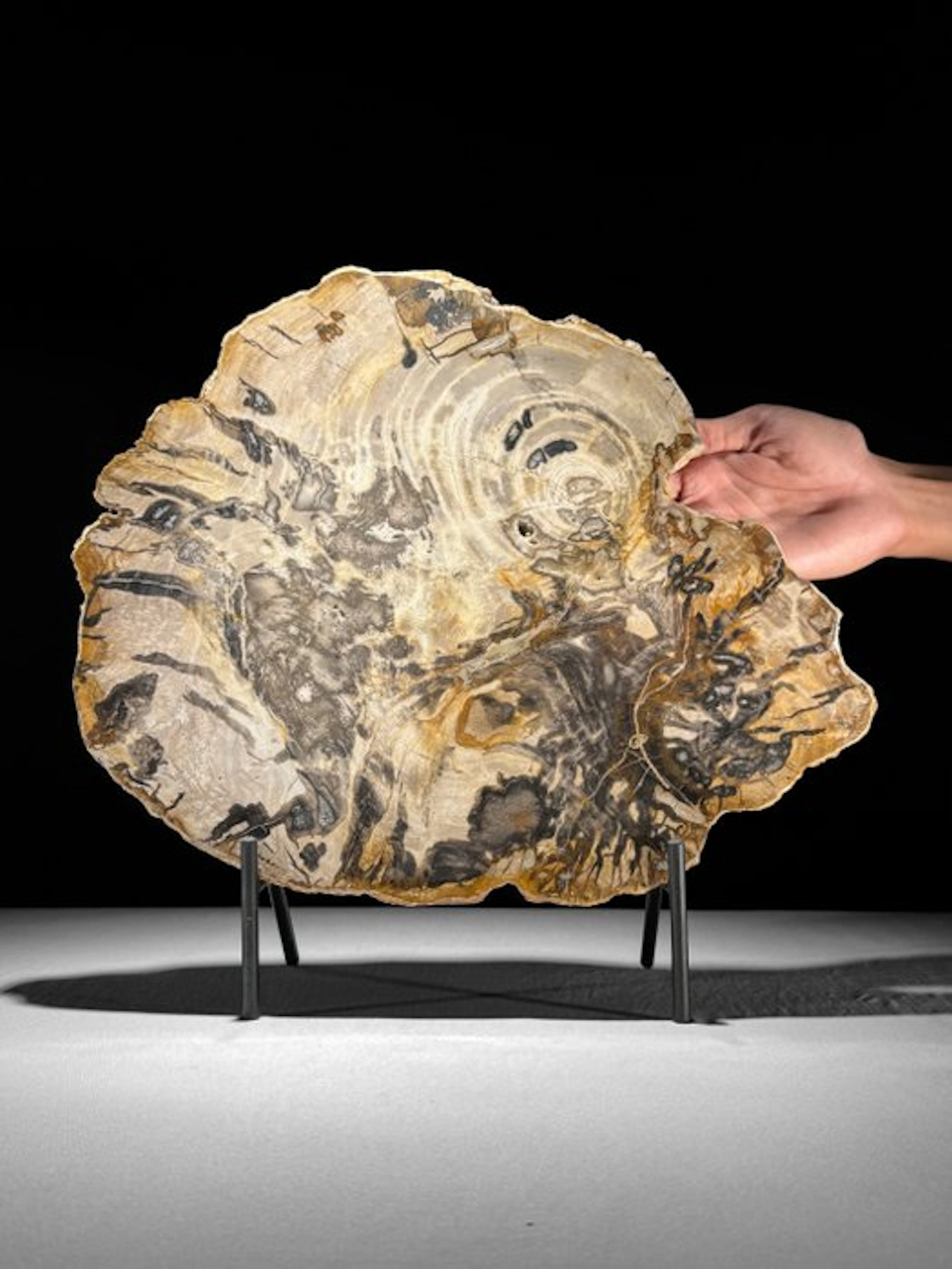 C - Stunning Large Slice of Petrified Wood on a custom...