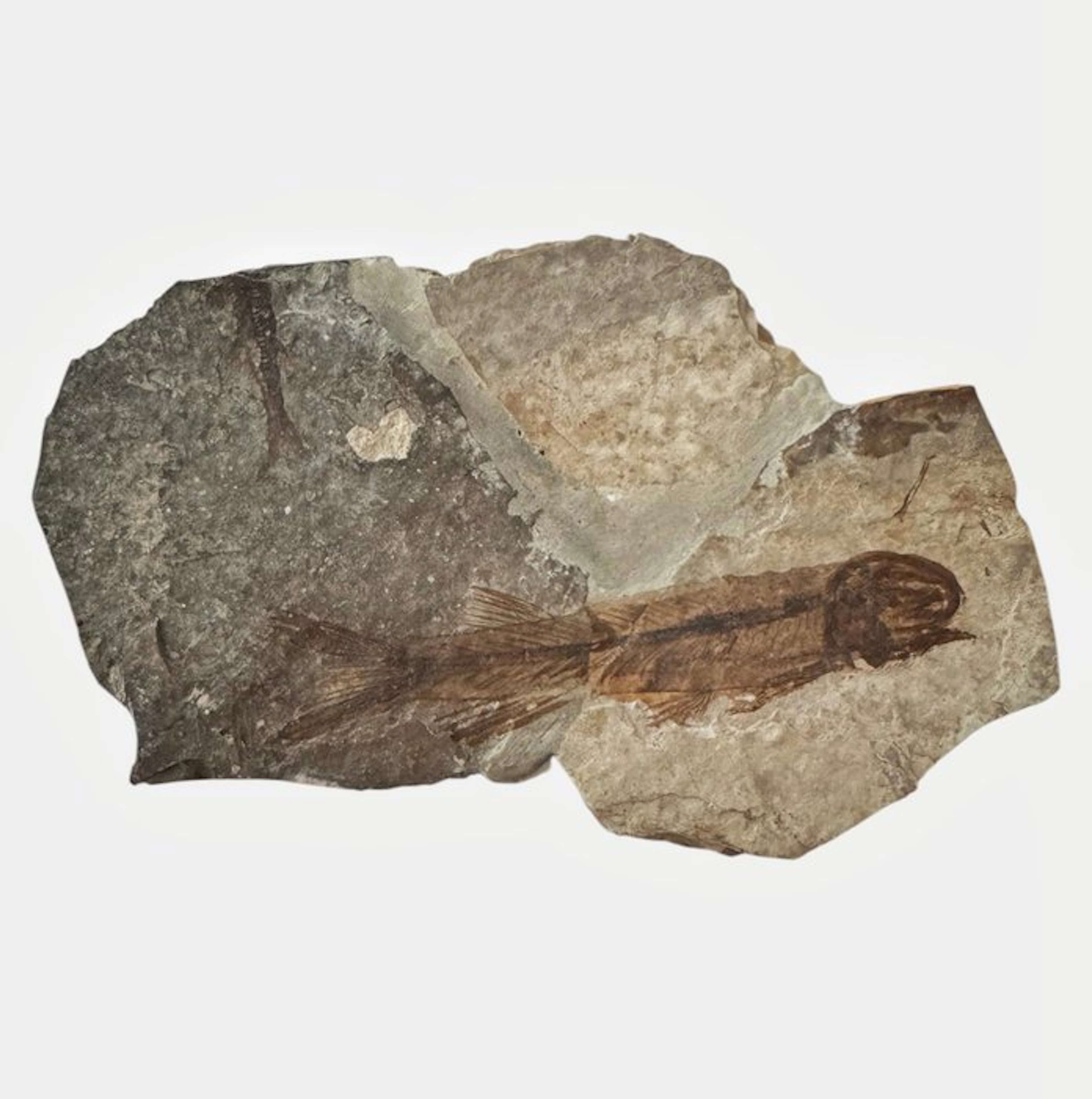 Fish - Fossilised animal - Fossil Fish from China (Lycoptera sp.) – Cretaceous