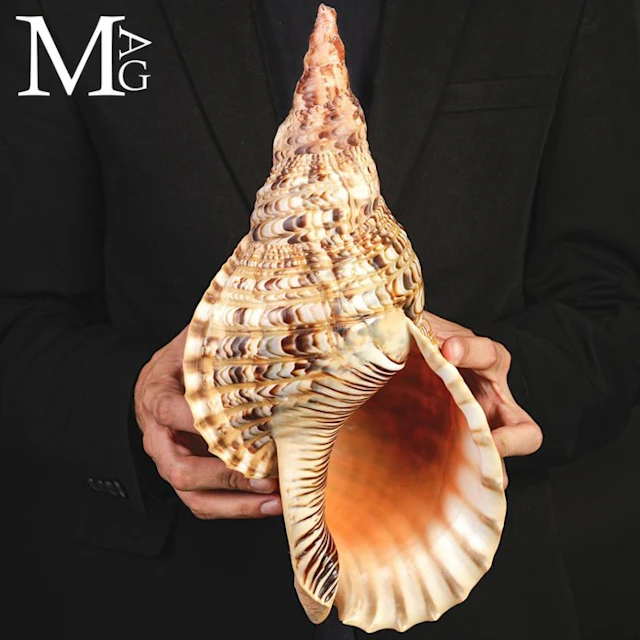 Charonia tritonis – Giant Triton – 374 mm Charonia...