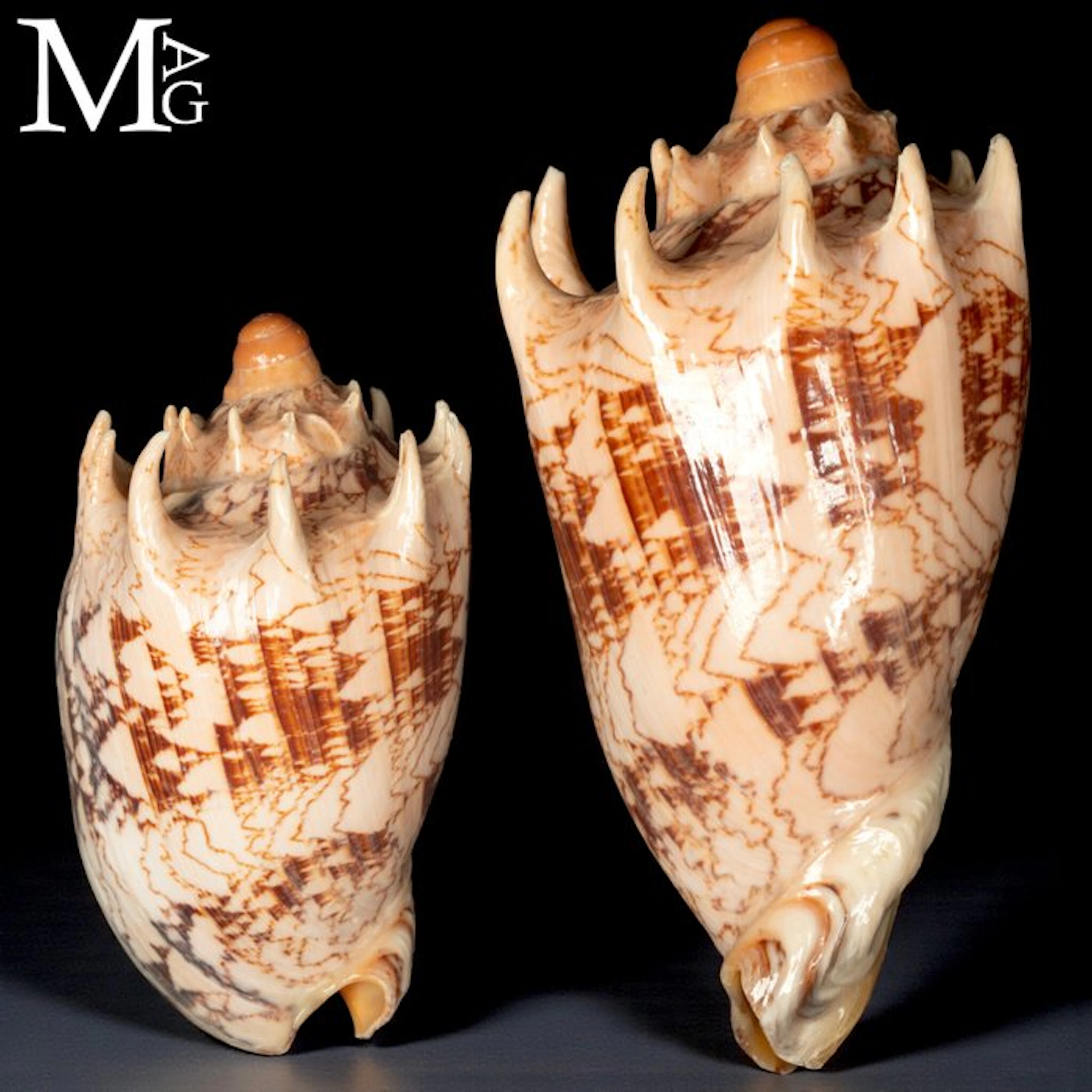 Cymbiola Imperialis – Volutidae - Collector Shell...