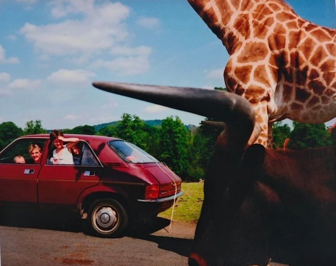 Martin Parr (1952 - 2025) - Knowsley Safari Park, England, Great Britain. 1990