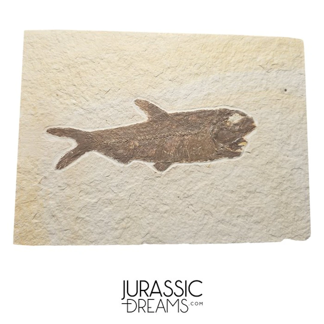 Aesthetic Large Enhaced "Knightia eocaena" Fossil Fish...