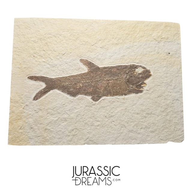 Aesthetic Large Enhaced "Knightia eocaena" Fossil Fish...