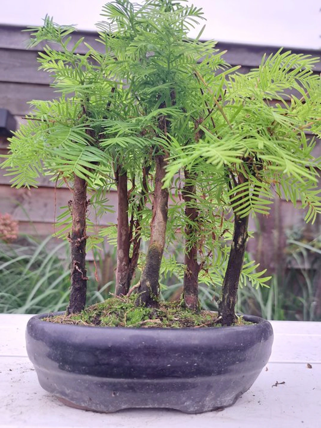 Metasequoia grove in a bonsai pot - Height (Tree): 25 cm...