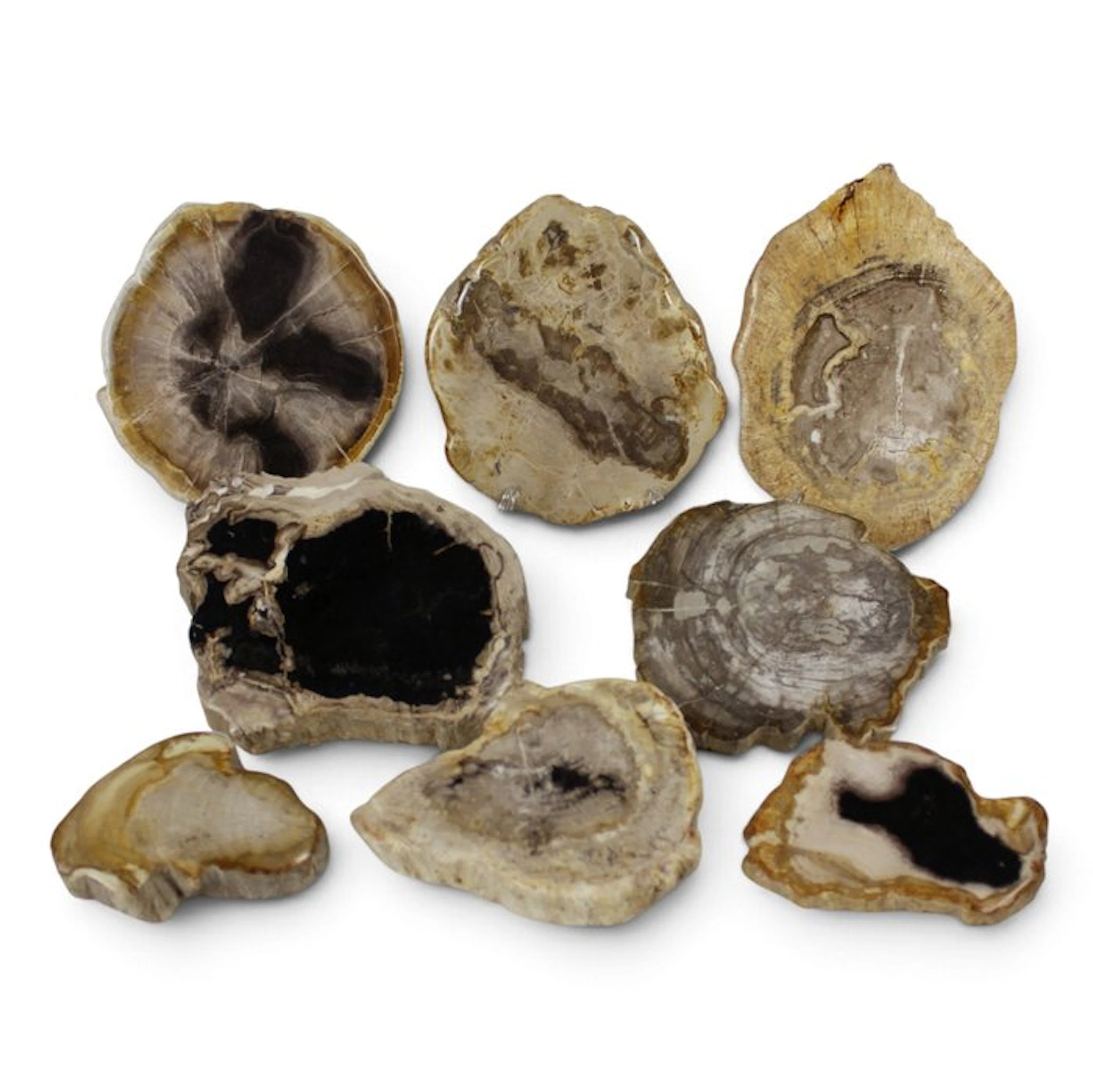 Petrified wood slices - Fossilised wood - Dipterocarpus (No reserve price)