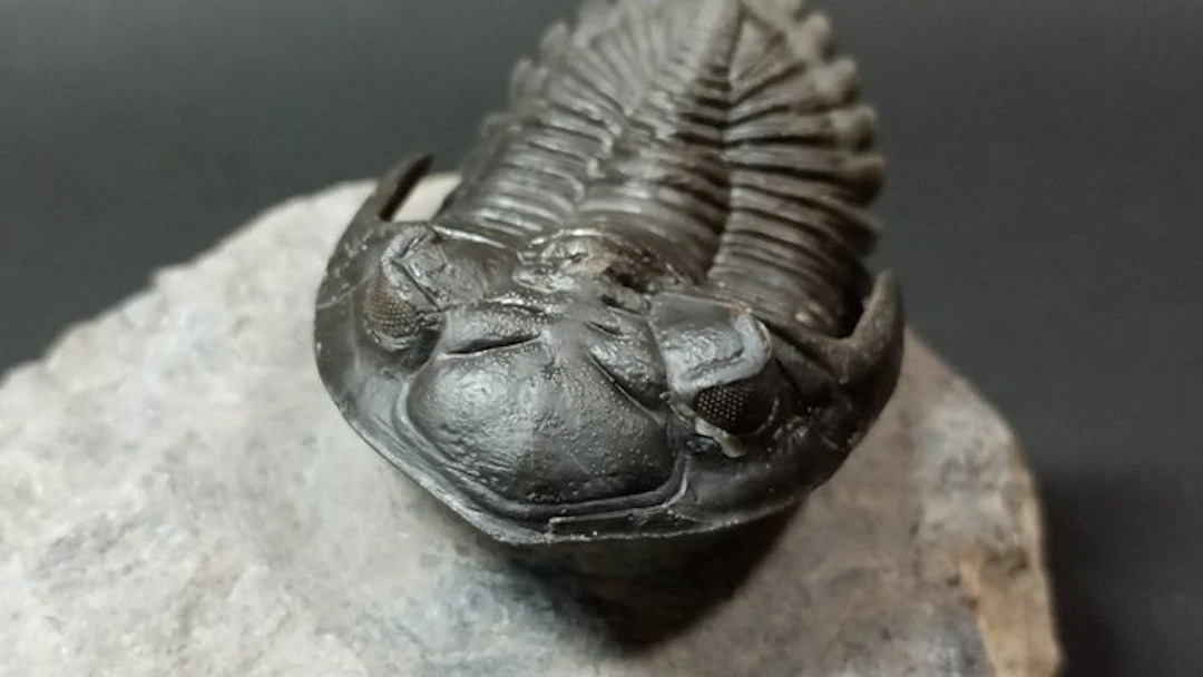 Trilobite - Fossil carapace - Hollardops Mesocristatus - 9.5 cm