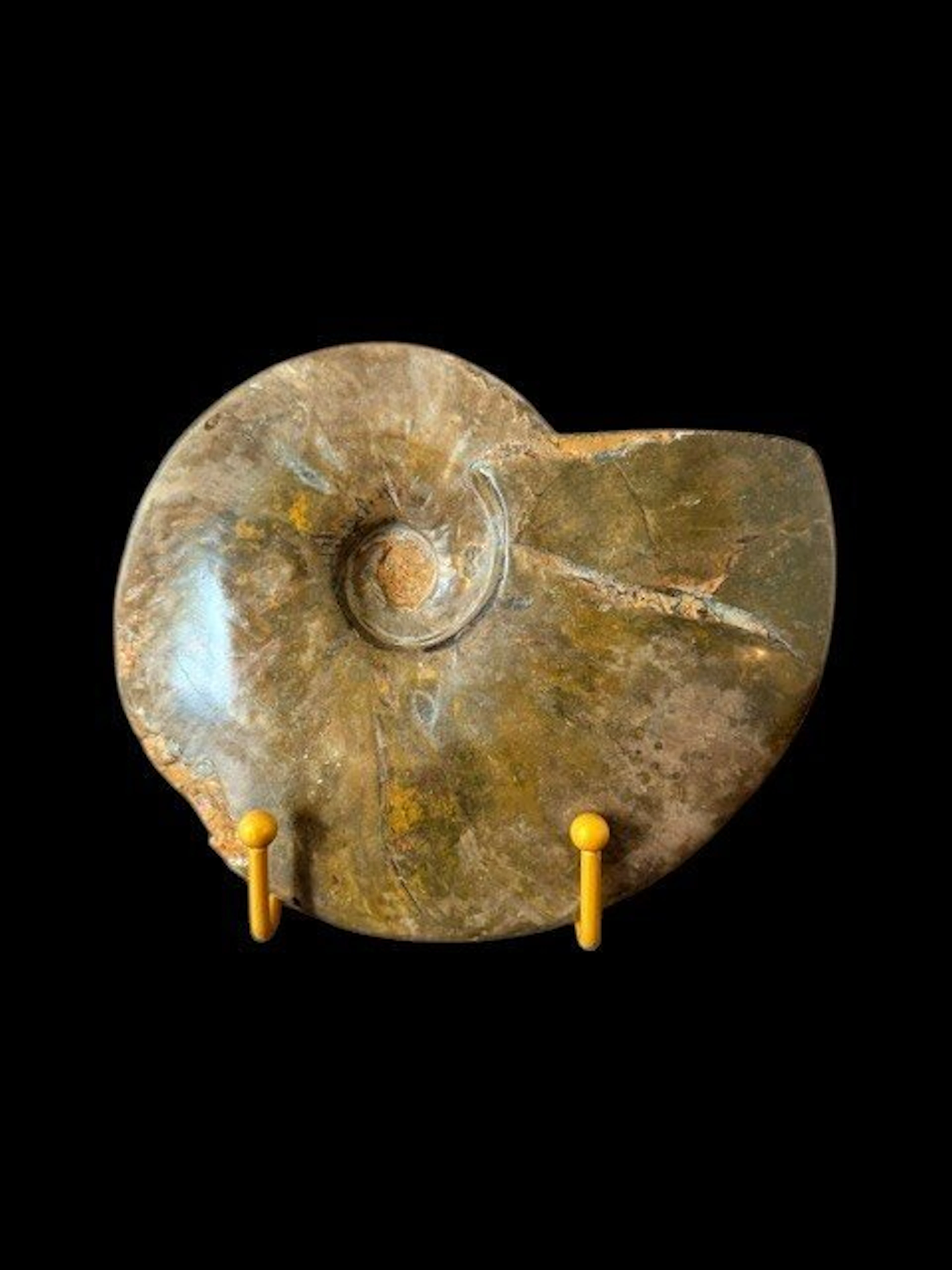 Cleoniceras besairiei - Fossilised shell - 13 cm - 18 cm