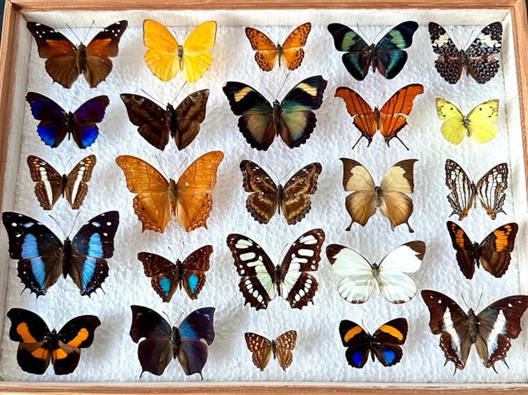 Complete lot of 25 irreplaceable exotic day-flying butterflies