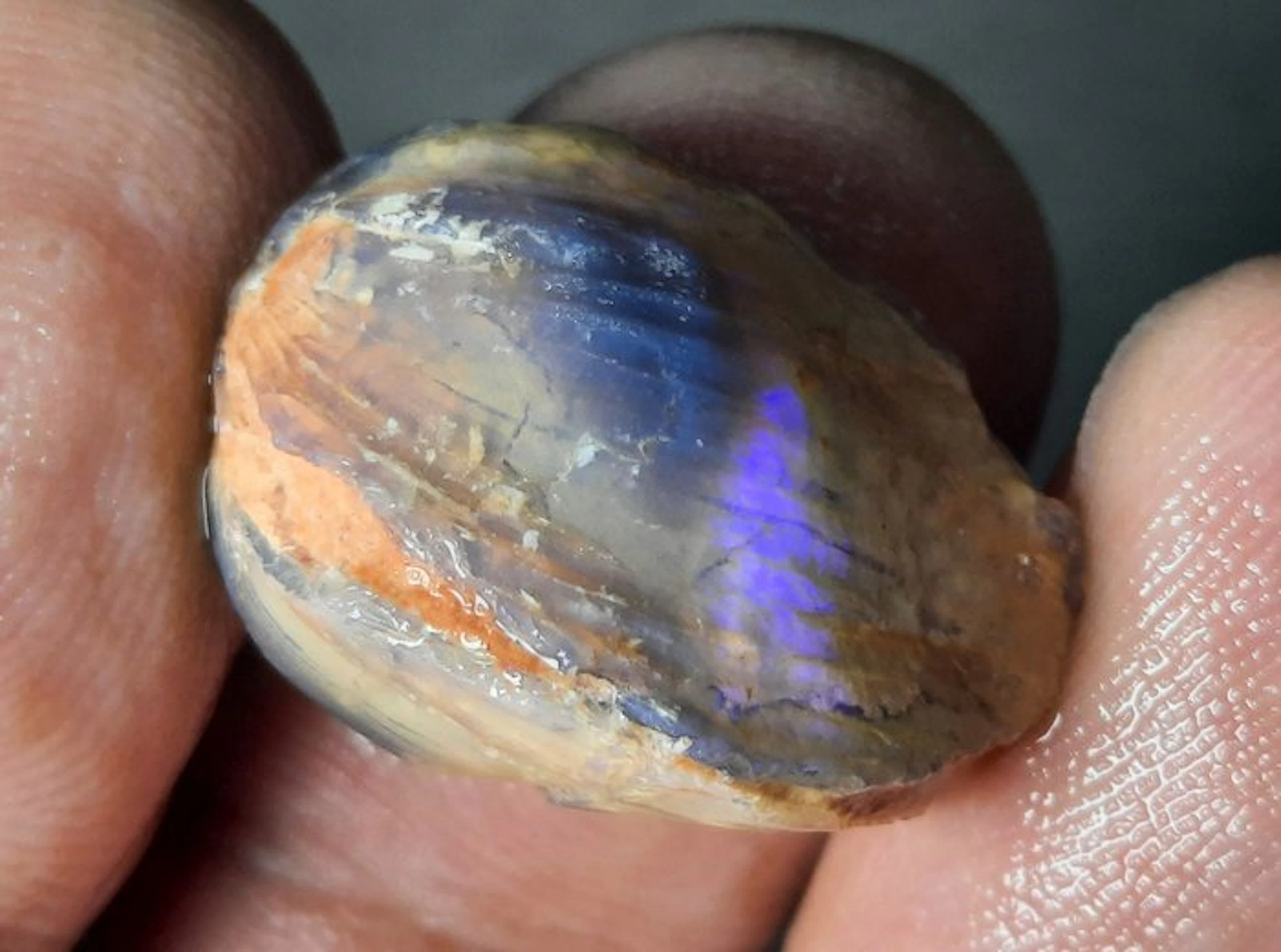 23.5 cts - Very Rare - Australian Opalized Shell Fossil - Blue Fire!- 4.7 g