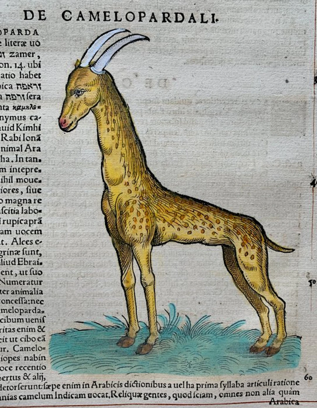 Conrad Gesner - Icones animalium quadrupedum uiuiparorum et ouiparorum - 1555