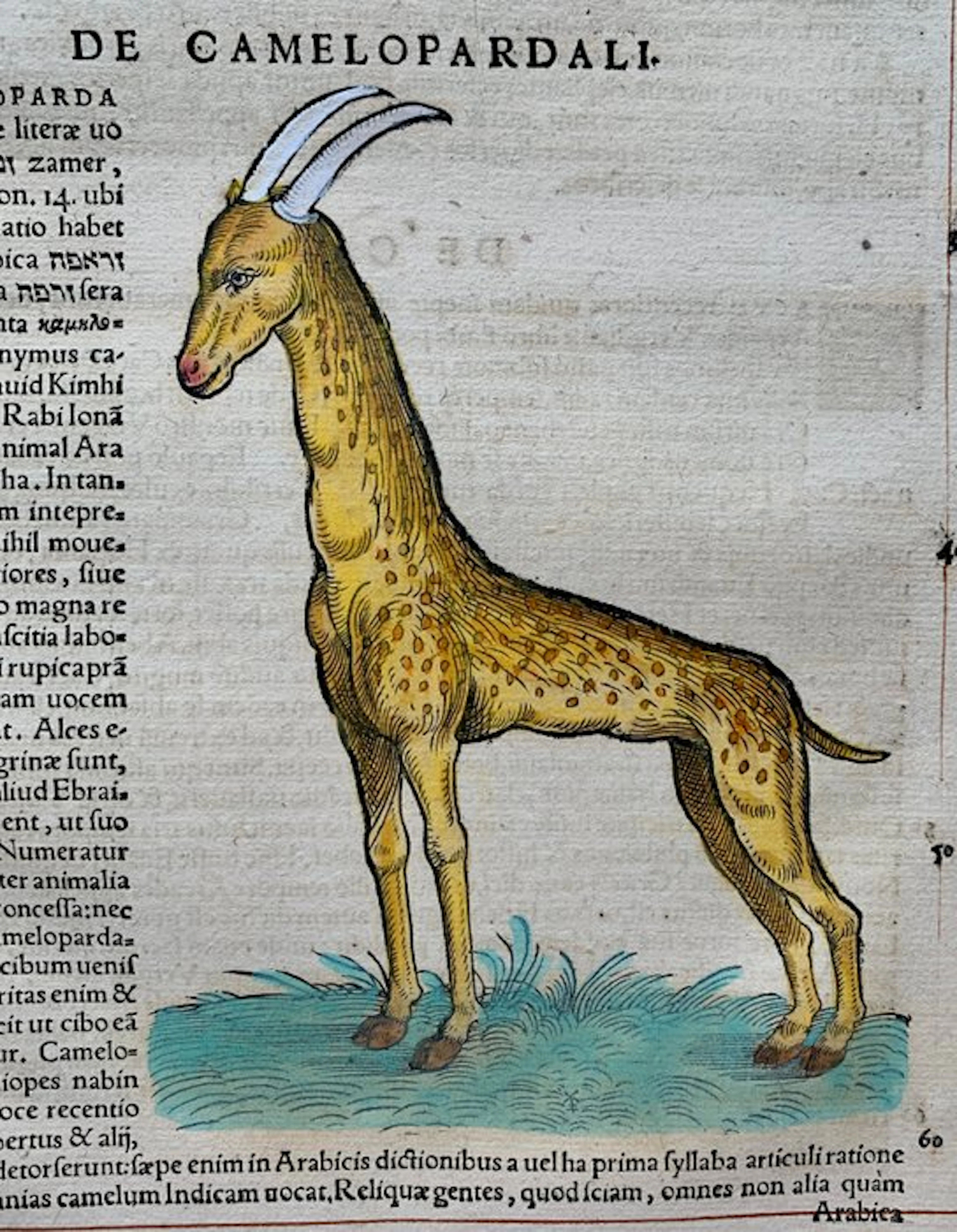 Conrad Gesner - Icones animalium quadrupedum uiuiparorum et ouiparorum - 1555