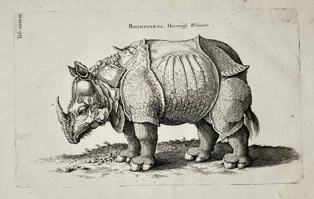 Joannes Jonstonus (1603–1675), Matthäus Merian - Rhinoceros (Hornnase Rhinocer)