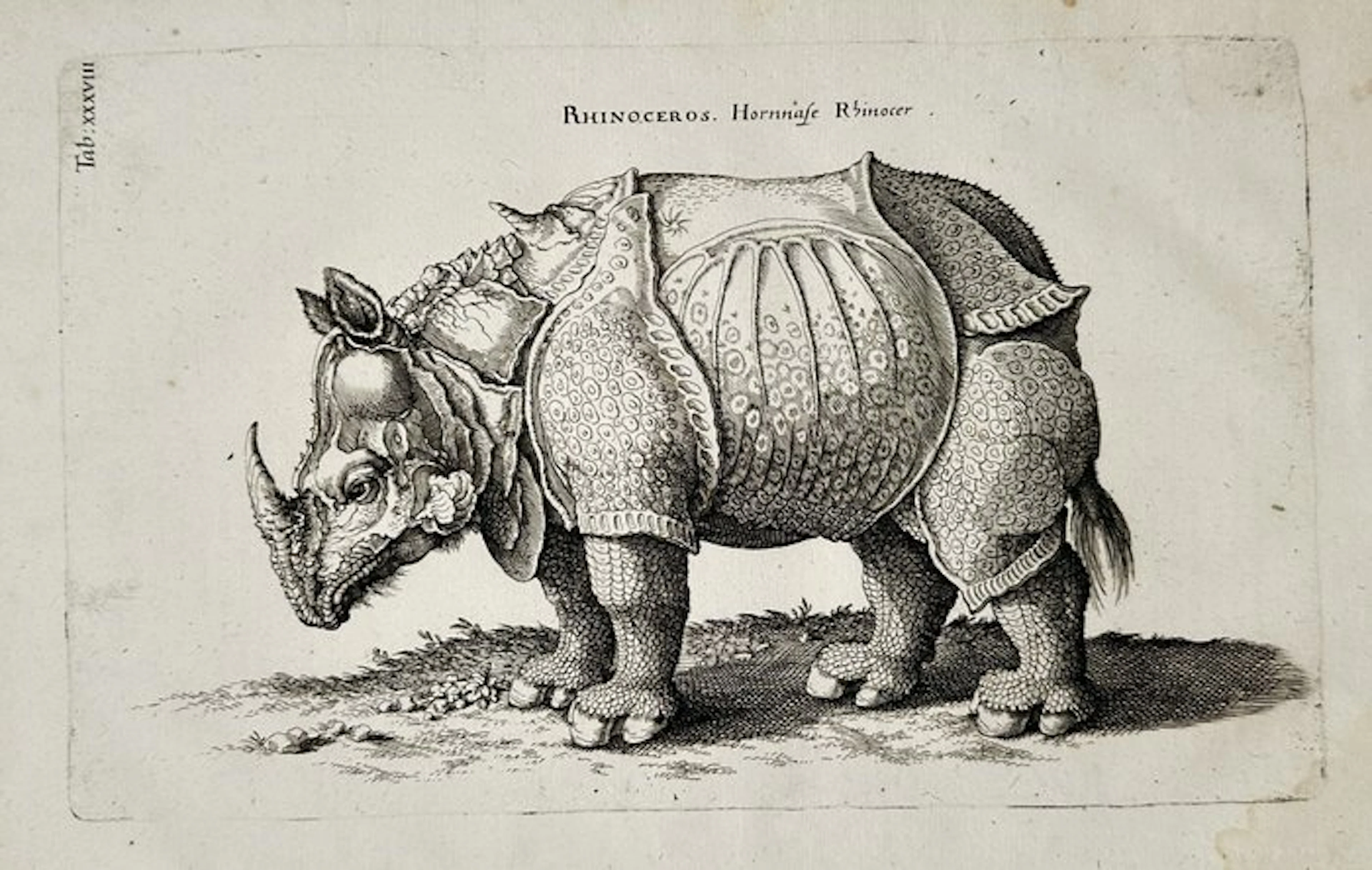 Joannes Jonstonus (1603–1675), Matthäus Merian - Rhinoceros (Hornnase Rhinocer)