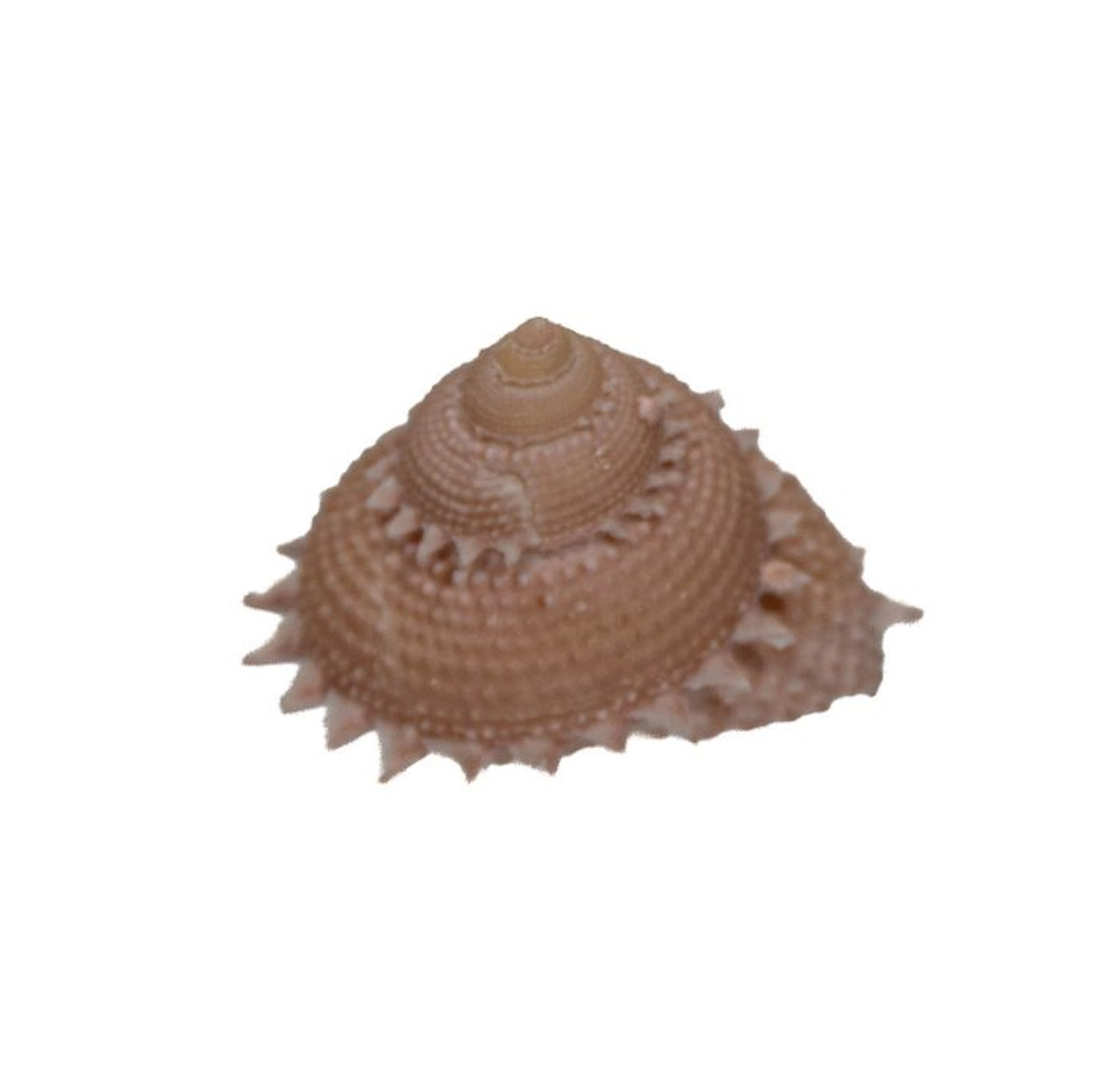 Spiny star snail: Astraea spec