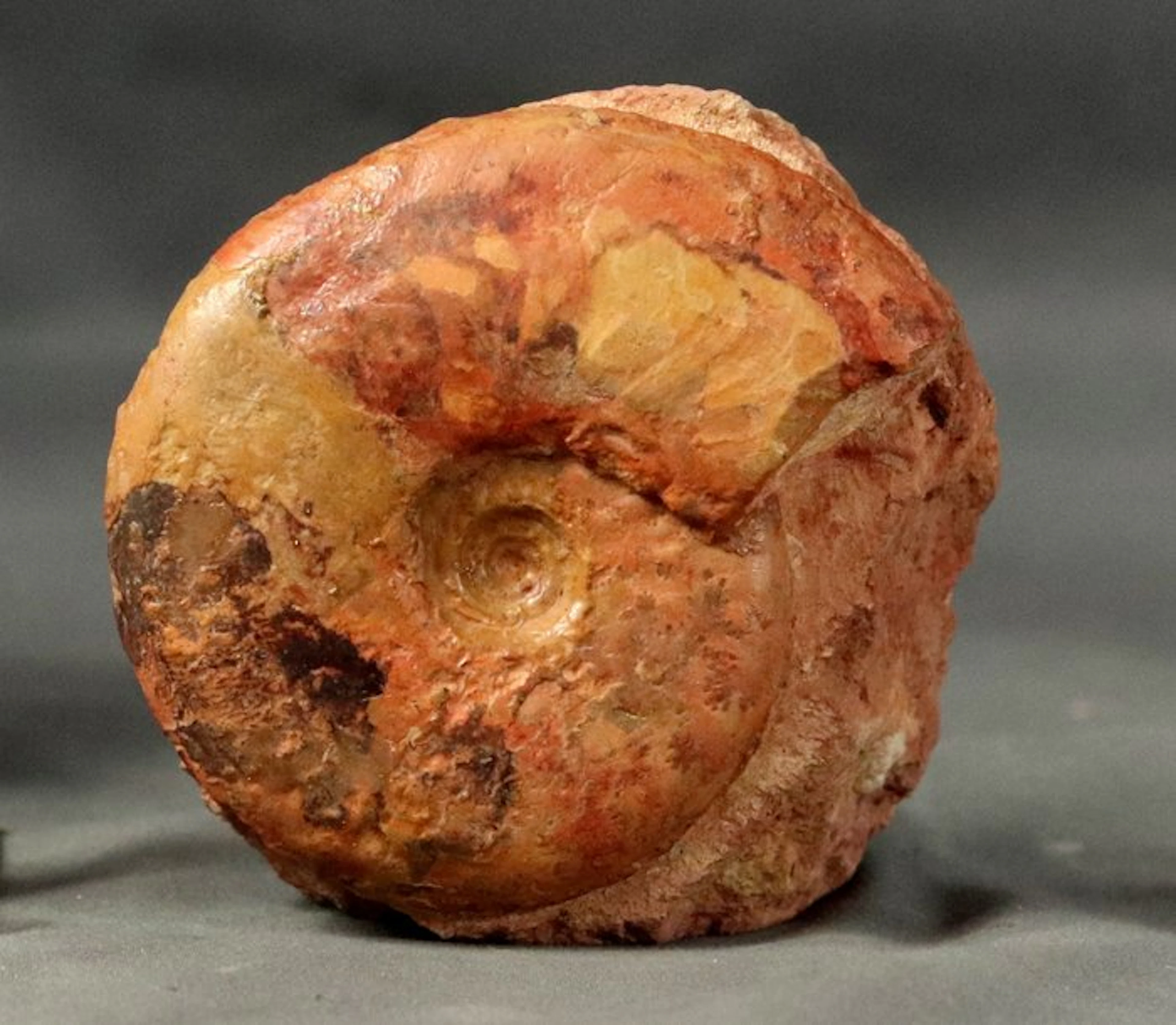 Fine and Colorful Jurassic ammonite - Self standing...