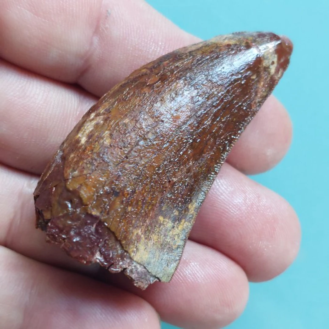 Dinosaur - Fossil tooth - Carcharodontosaurus sp. - 60 mm - 30 mm