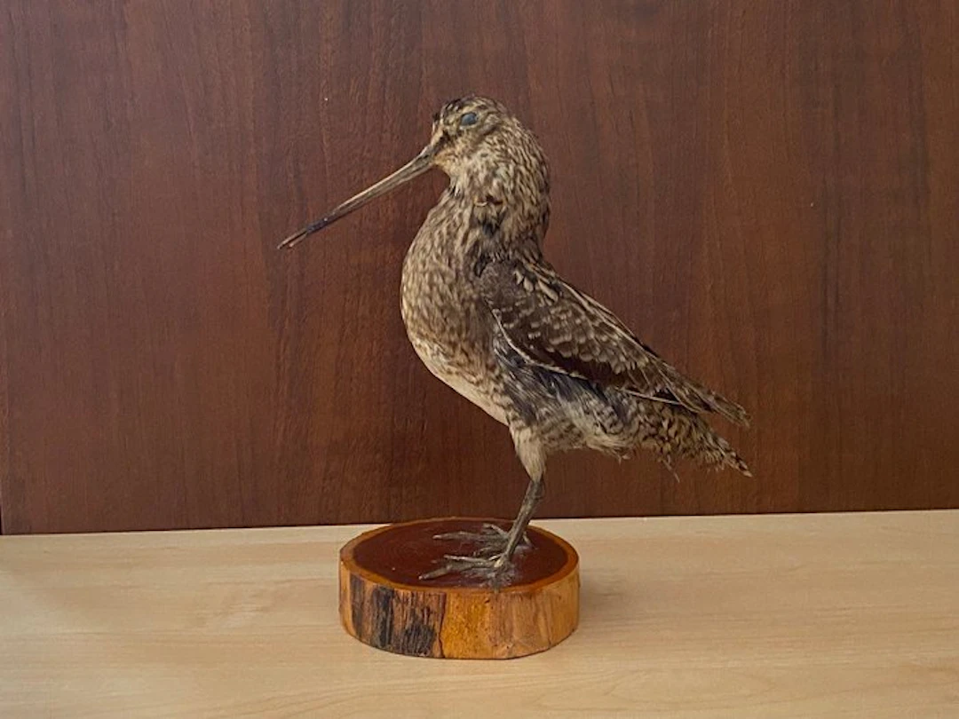 Woodcock Taxidermy replica mount - Gallinago megala - 21...