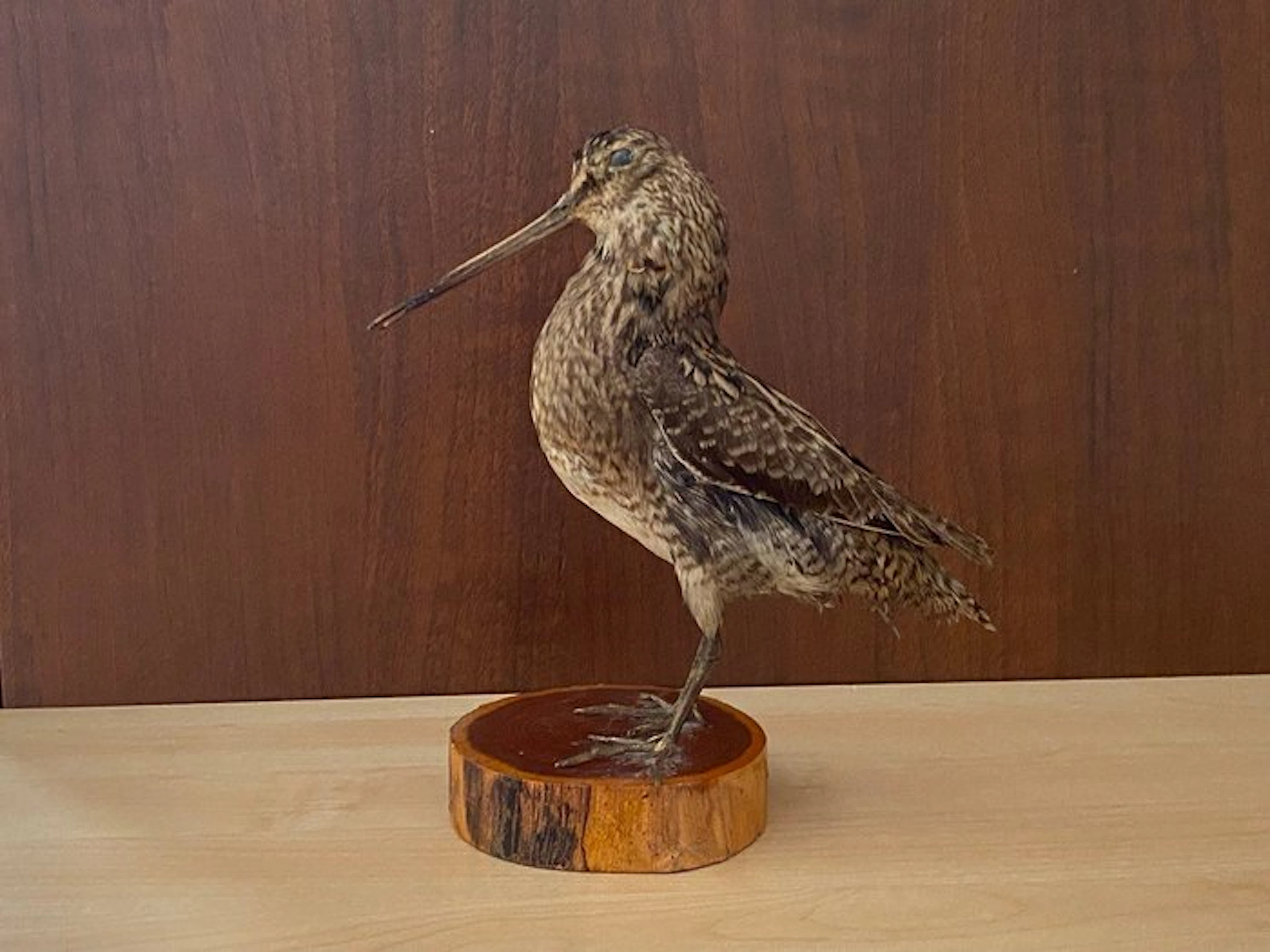 Woodcock Taxidermy replica mount - Gallinago megala - 21...