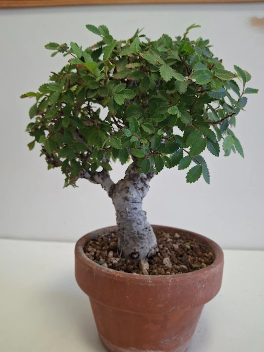 Japanese elm bonsai (Zelkova) - Height (Tree): 20 cm...