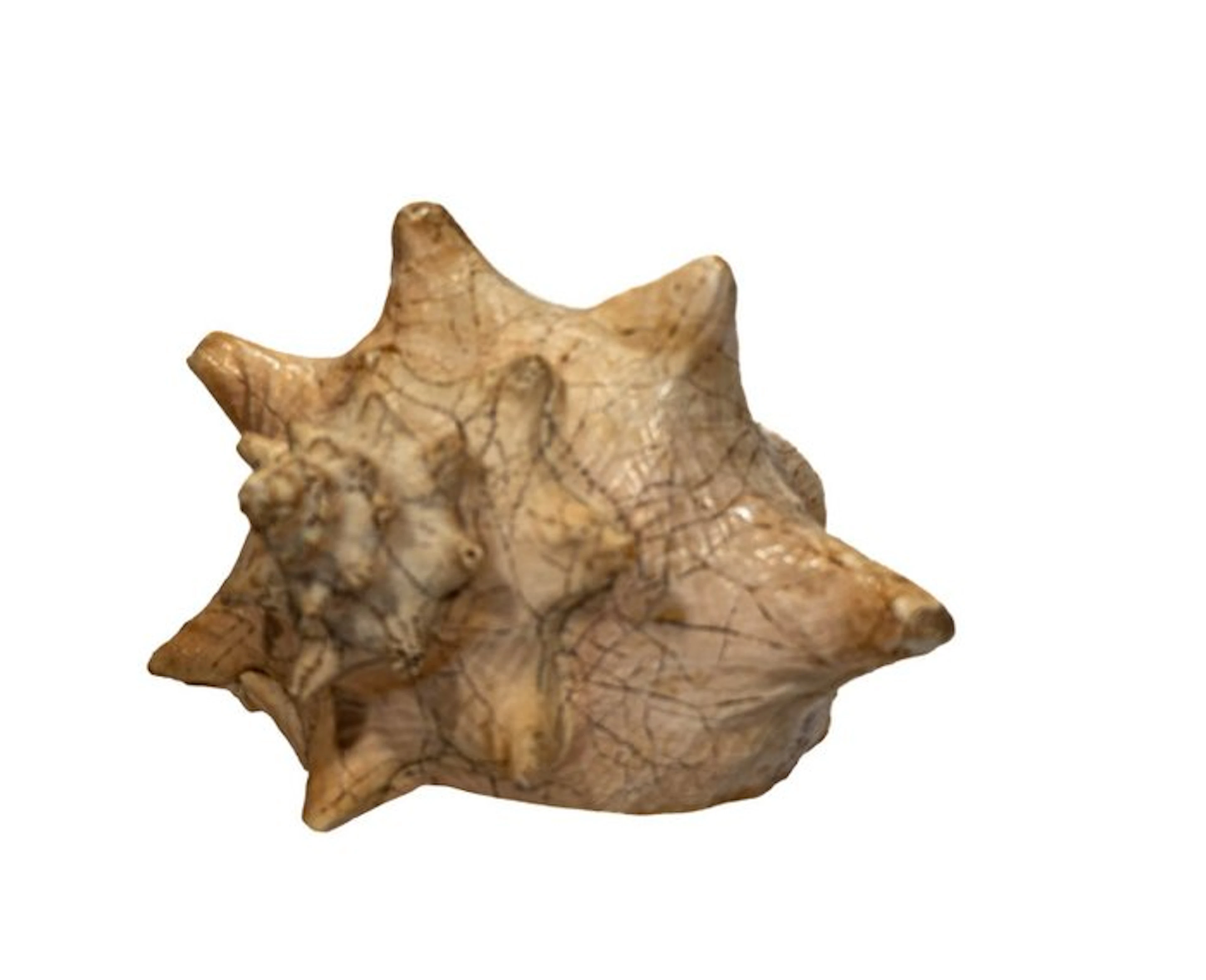 Royal Queen Conch: The iconic large river snail - Height: 20 cm- 0 g - (1)
