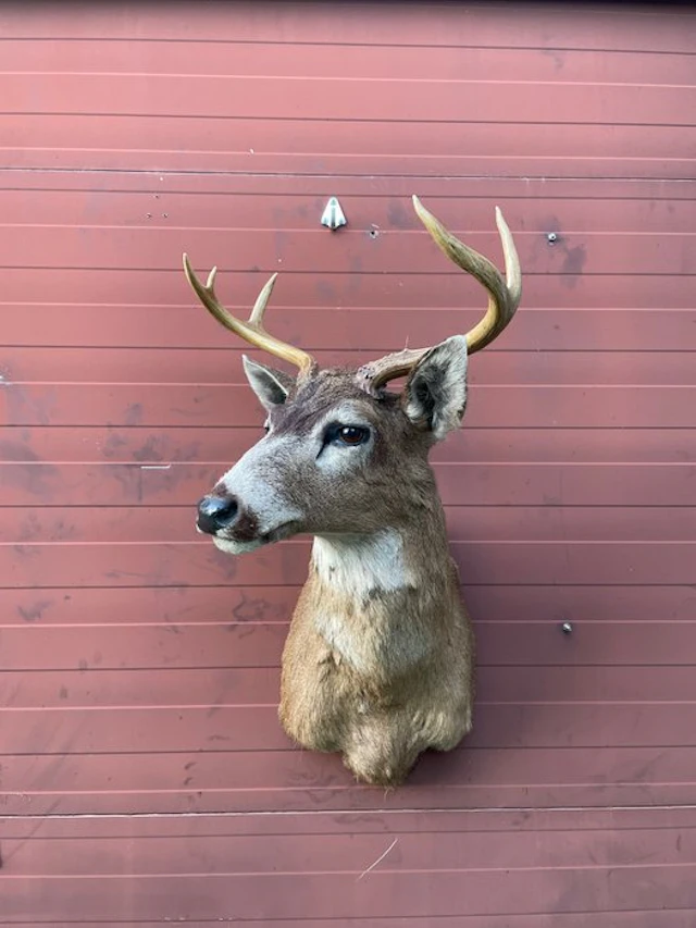 Hunting trophy