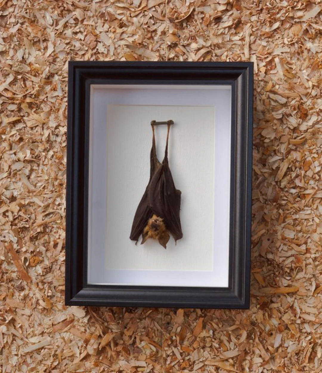 Painted Vesper Bat - framed Taxidermy full body mount...