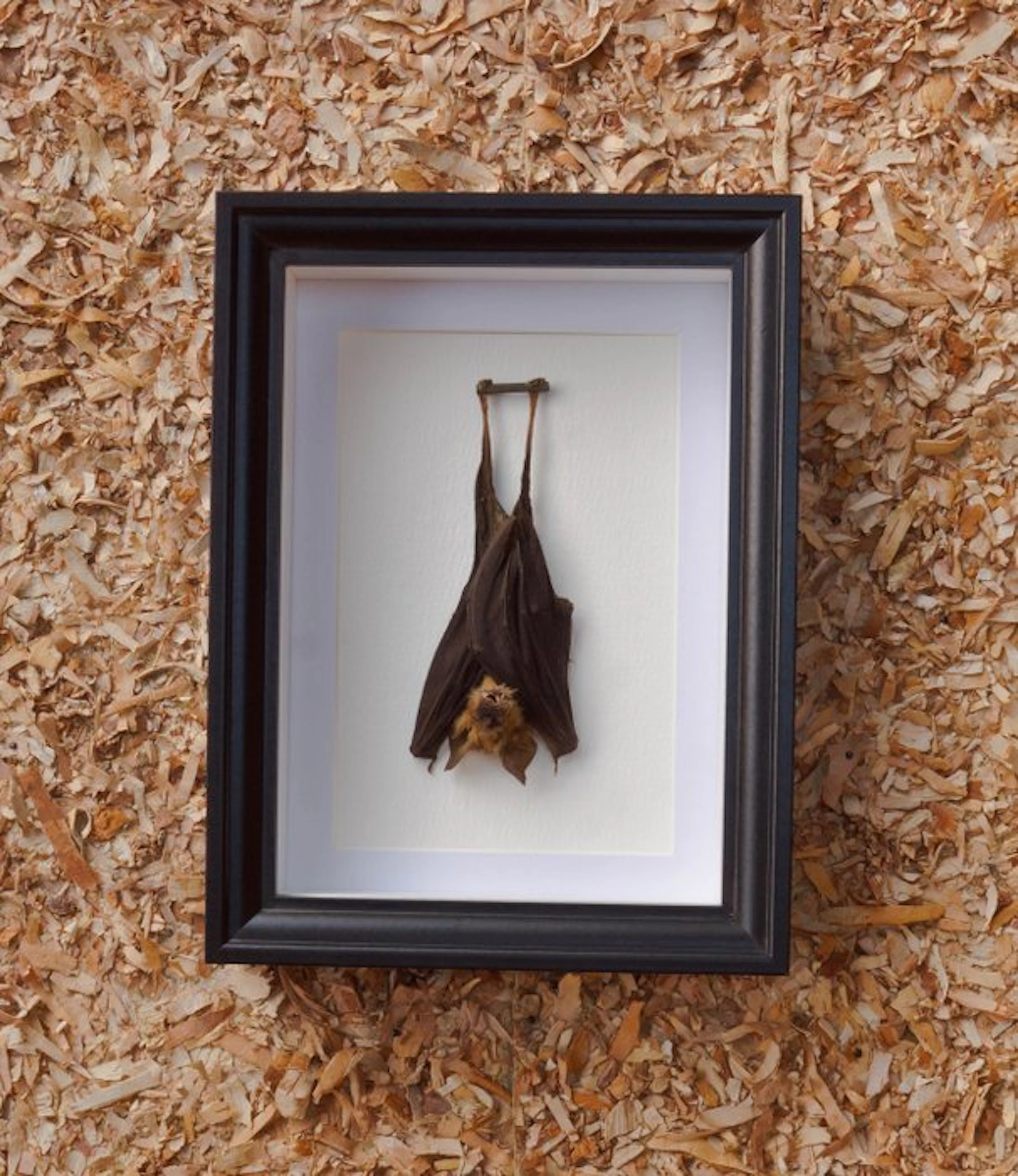 Painted Vesper Bat - framed Taxidermy full body mount...