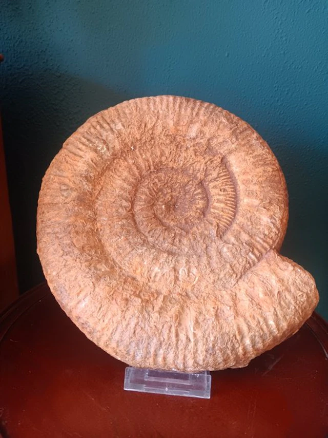 Stephanoceras Ammonite XXL - Fossil skeleton - 25 cm