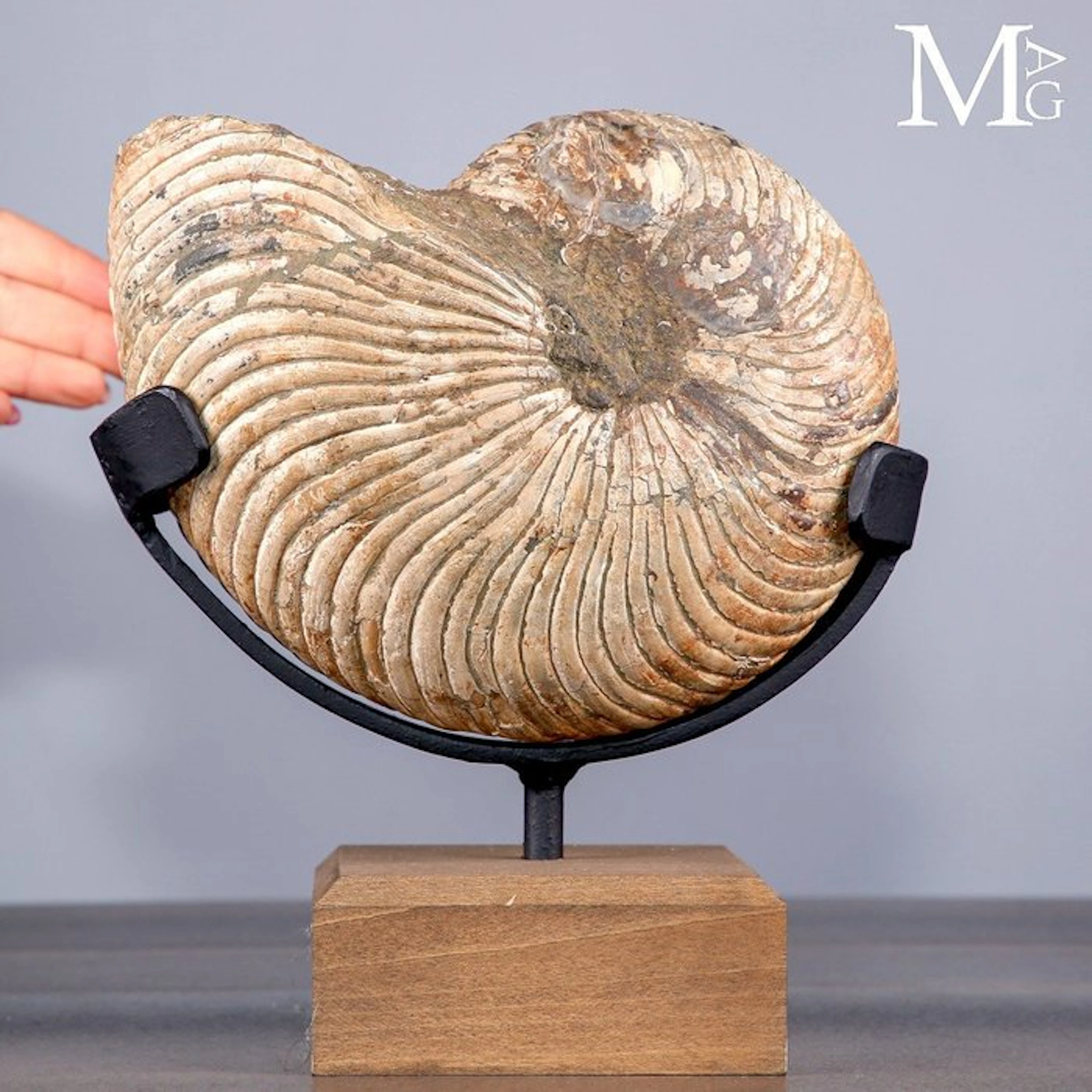 Impressive Large Cretaceous Nautiloid Fossil with...