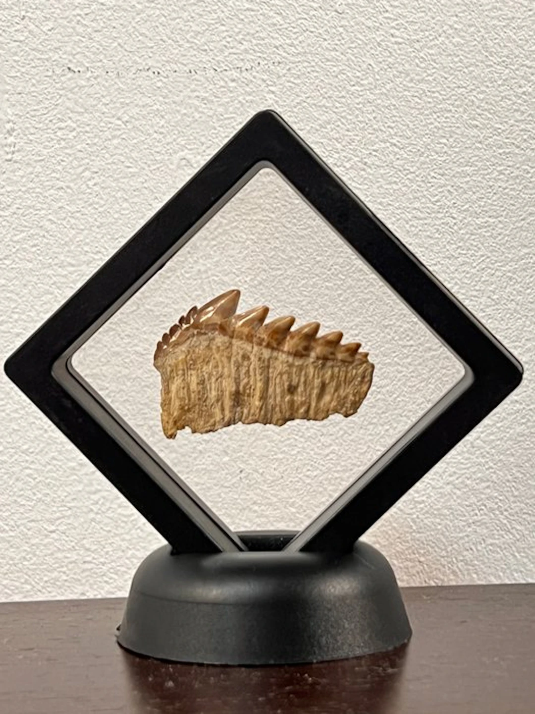 Notidanodon - Fossil tooth - Tiburón vaca - 4 cm (No reserve price)