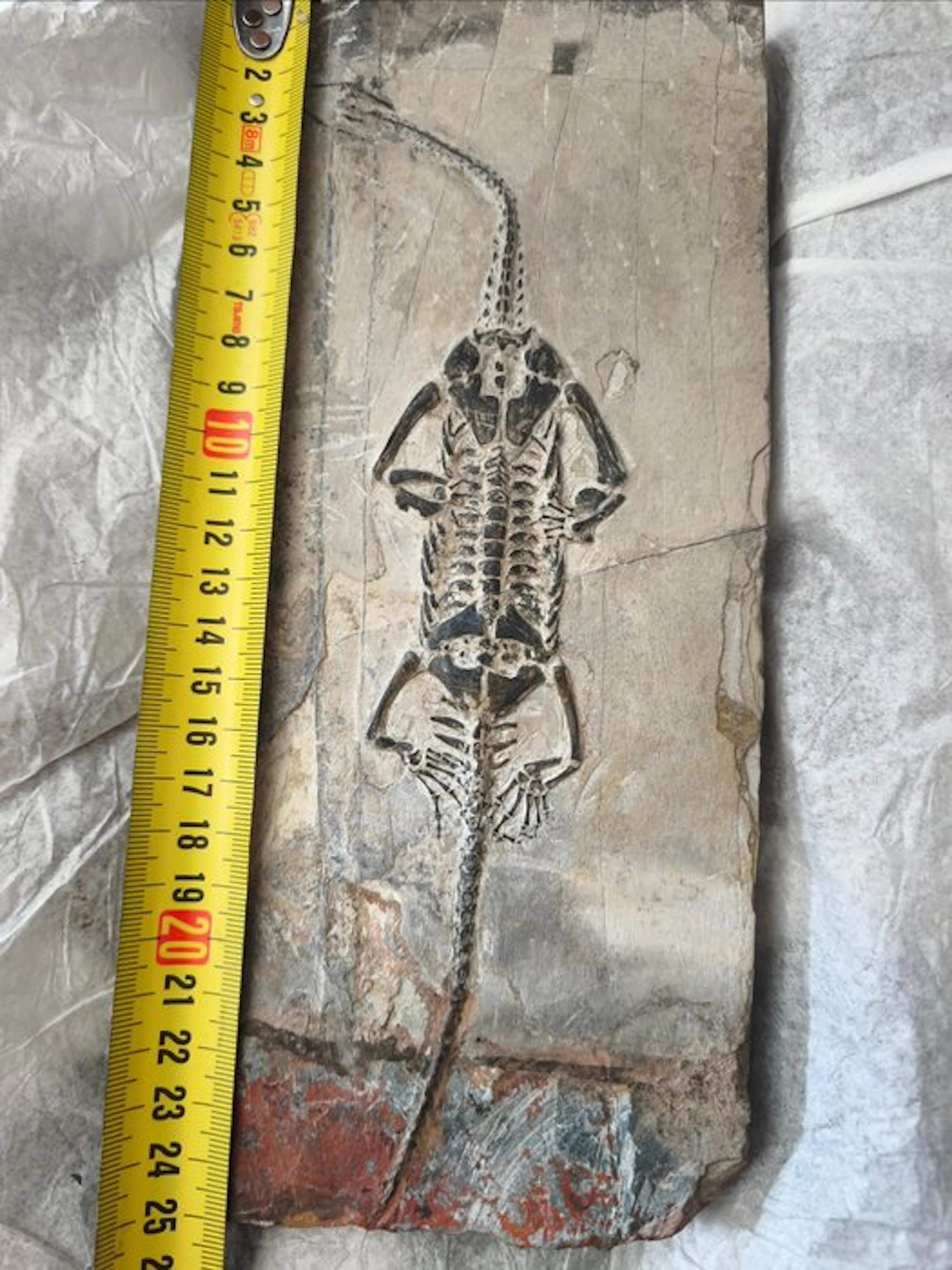 Marine reptile - Fossil skeleton - kechosaurius hui - 25 cm - 11.5 cm