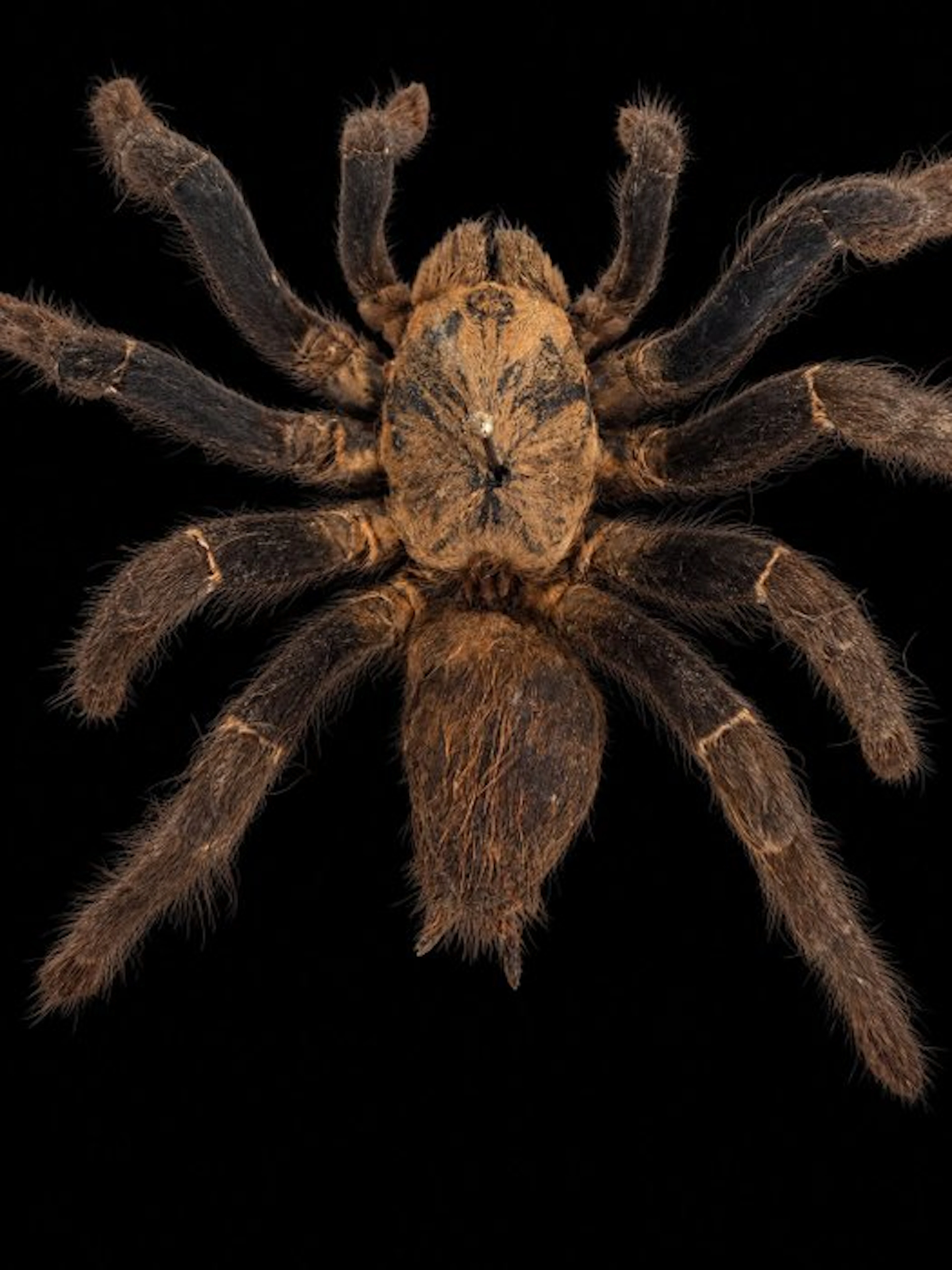Spider Taxidermy full body mount - Teraphosa - 15 cm - 15...