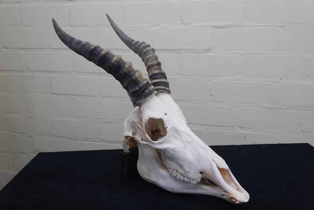 Blesbok Skull - Damaliscus pygargus phillipsi - 0 cm - 0...
