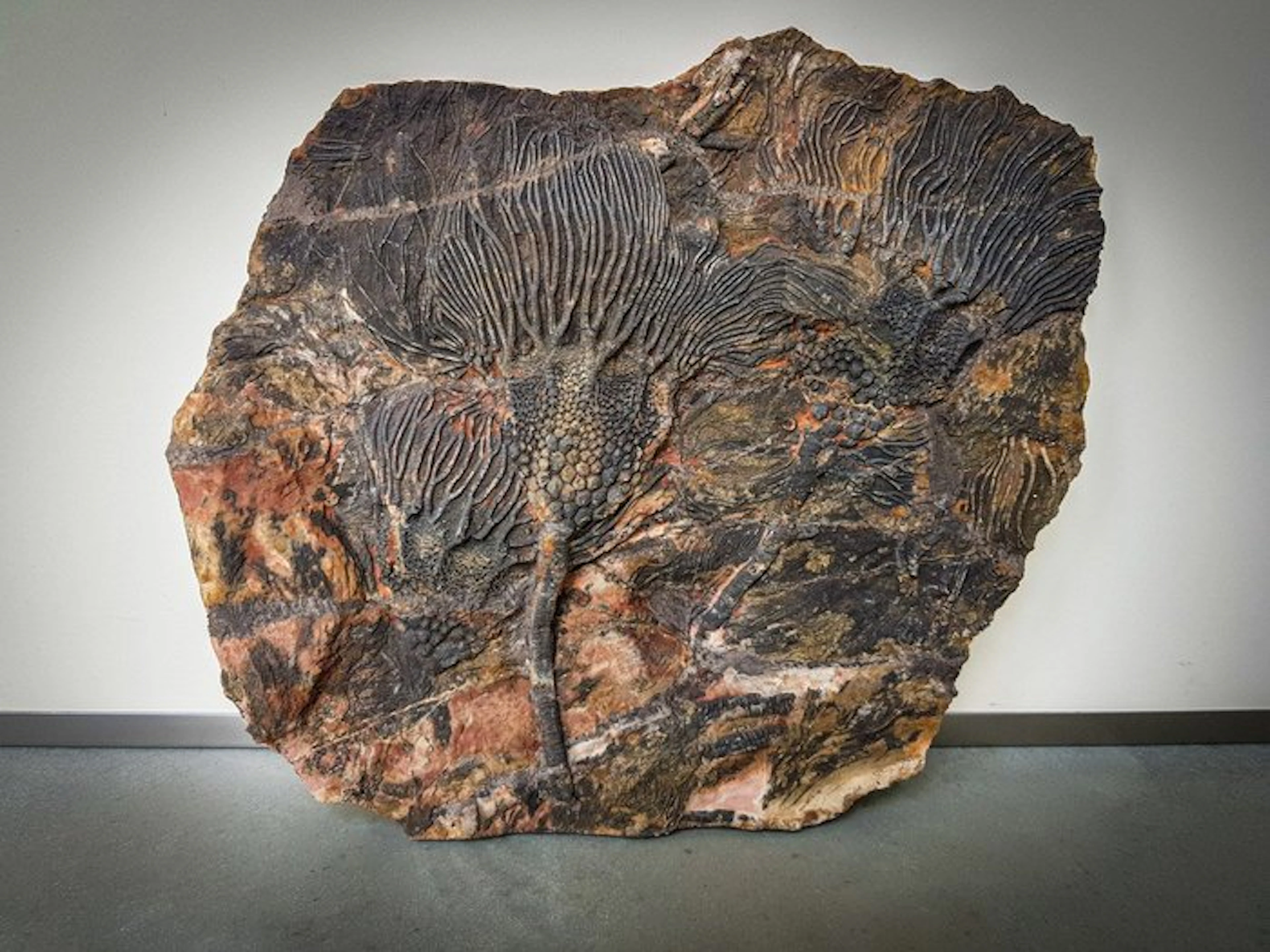 Crinoid - Fossilised plant - 26 cm - 35 cm