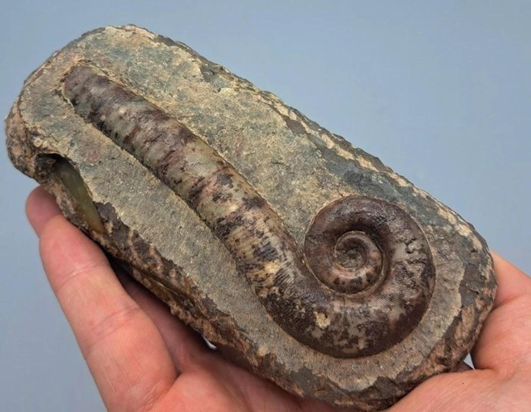 Fossilised shell - Trilacinoceras hunanense