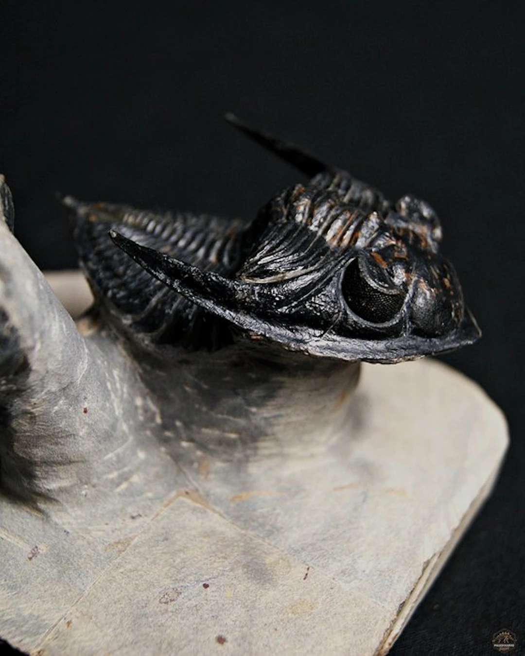 Trilobite - Fossilised animal - Zlichovaspis rugosa +...