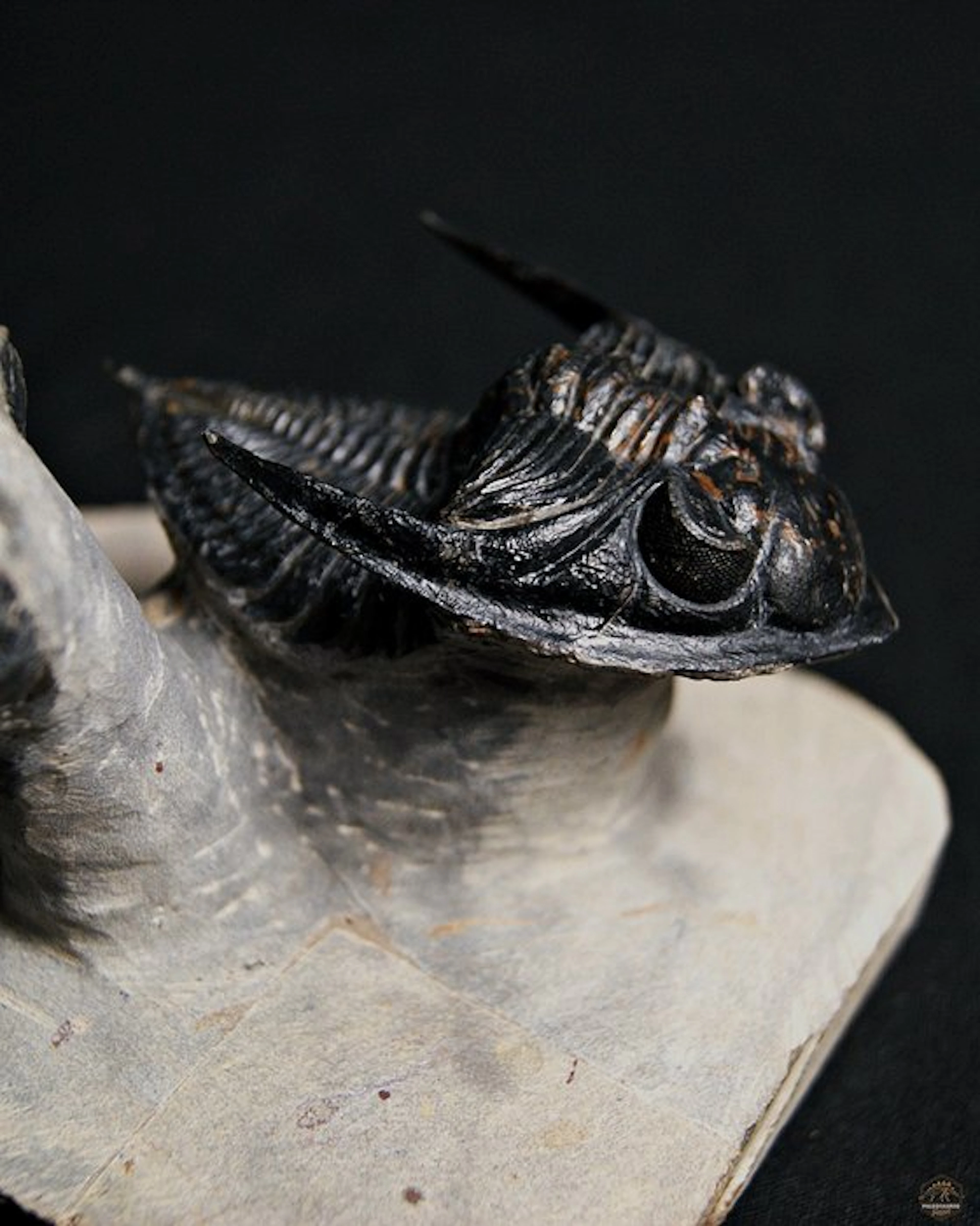 Trilobite - Fossilised animal - Zlichovaspis rugosa +...