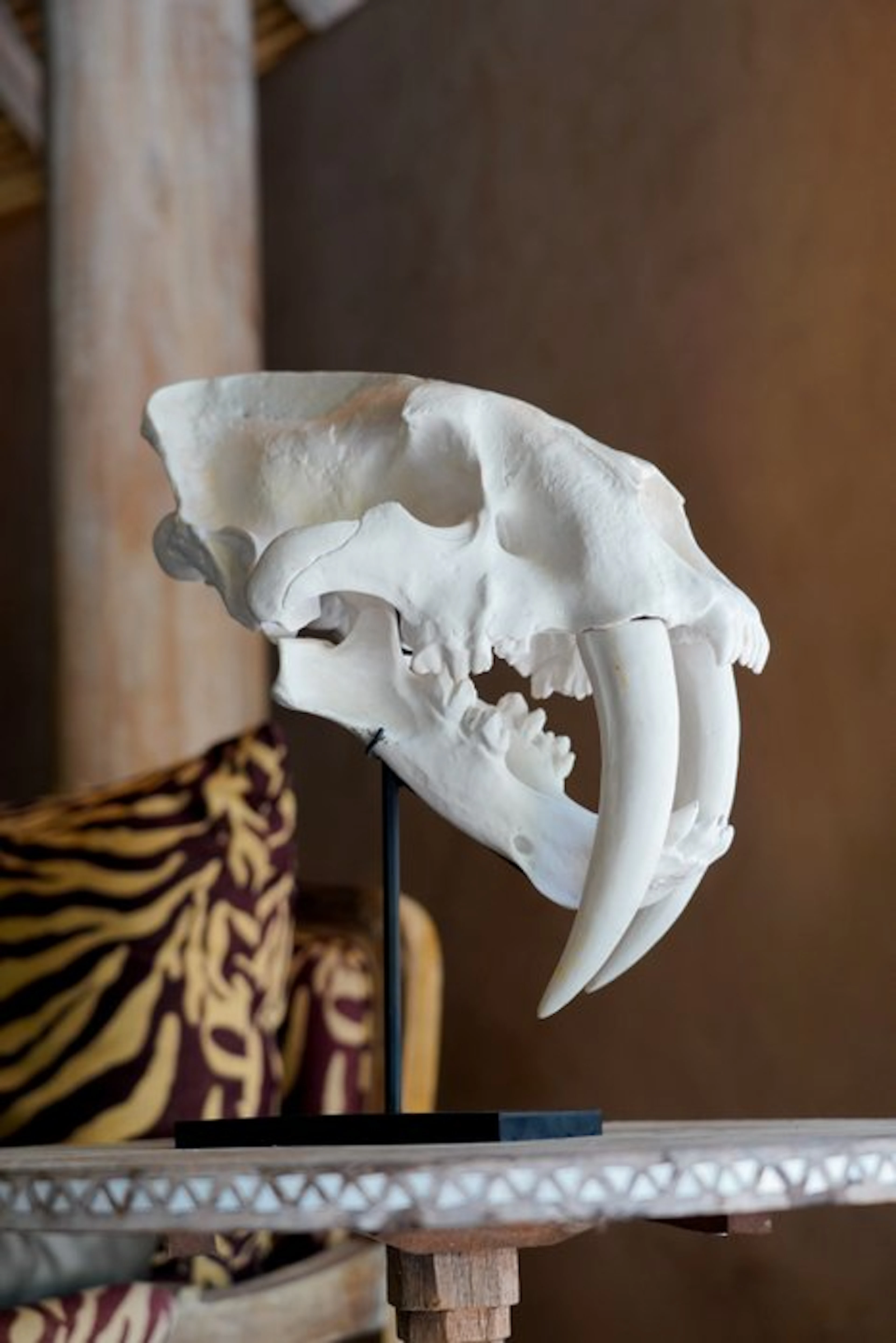 NO RESERVE PRICE - A Replica of Sabre Tooth Tiger Skull...
